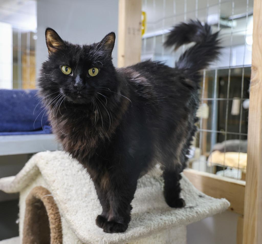 Mochi, a Adoptable mixed breed image 3/6