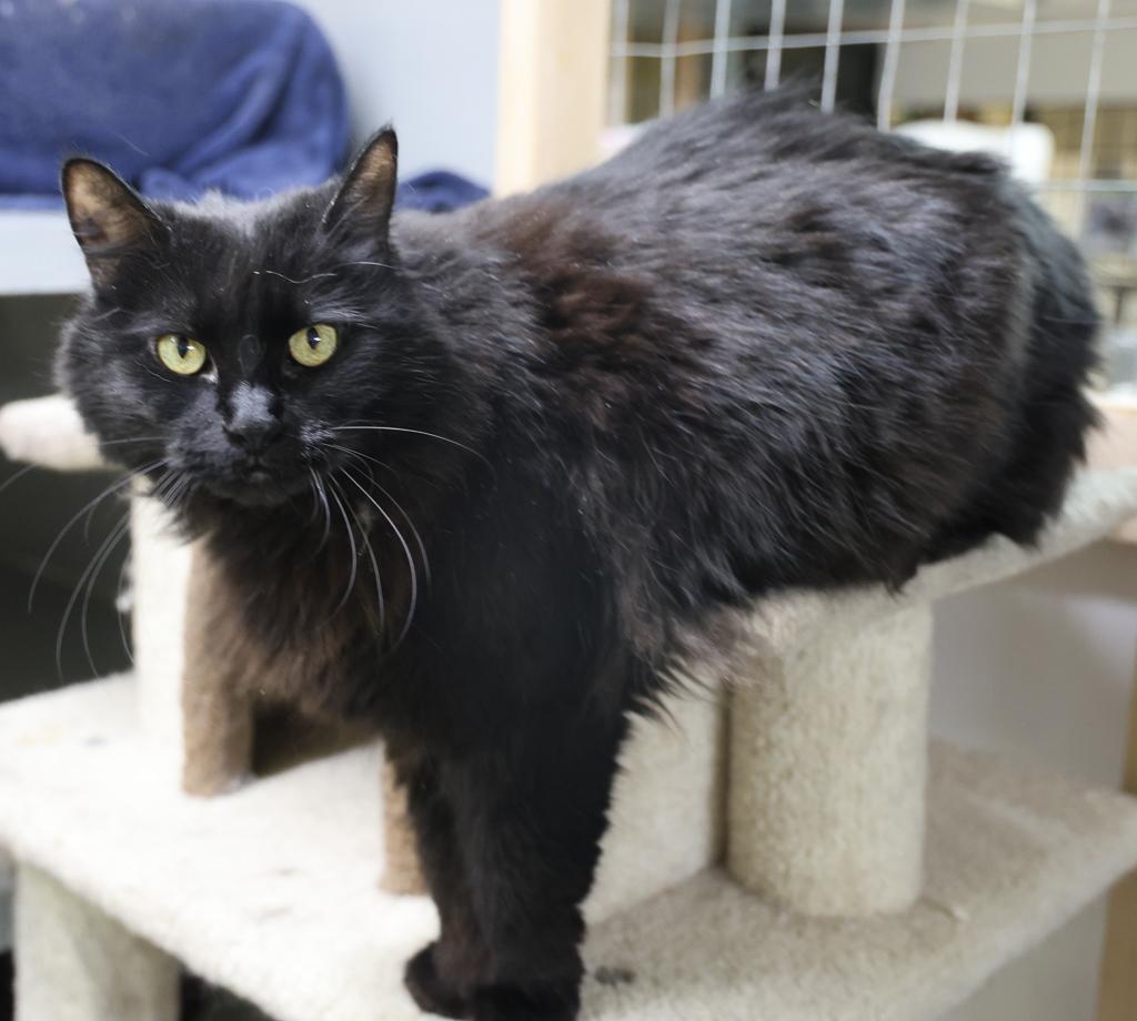 Mochi, a Adoptable mixed breed image 4/6