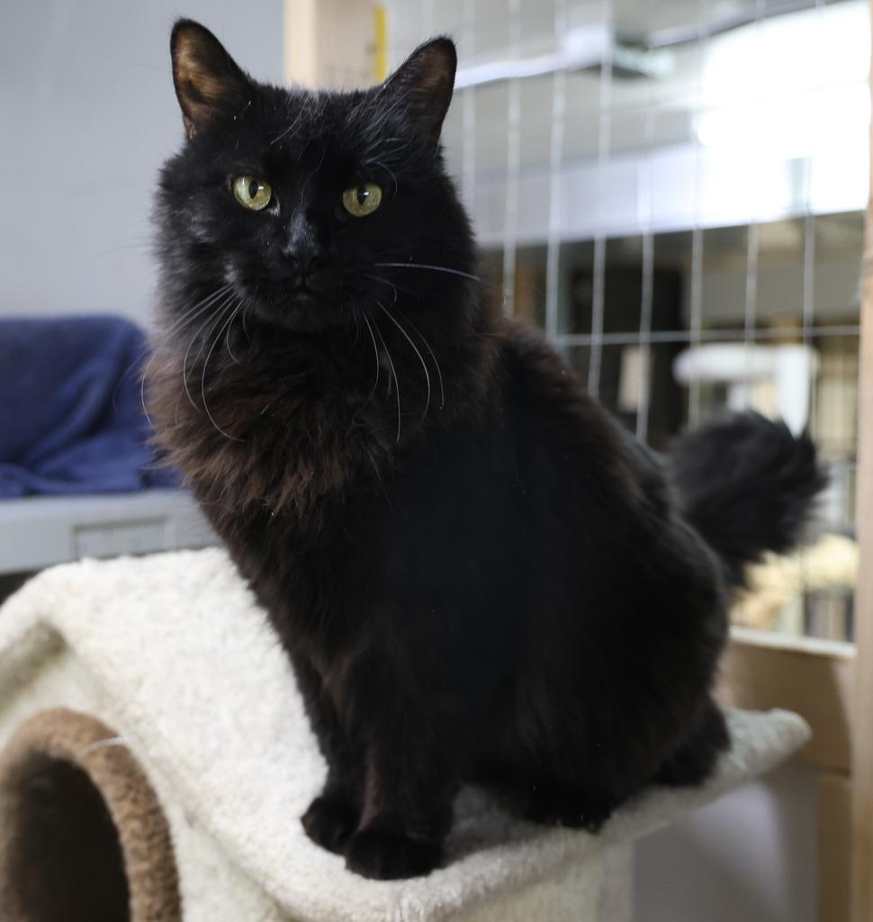 Mochi, a Adoptable mixed breed image 5/6