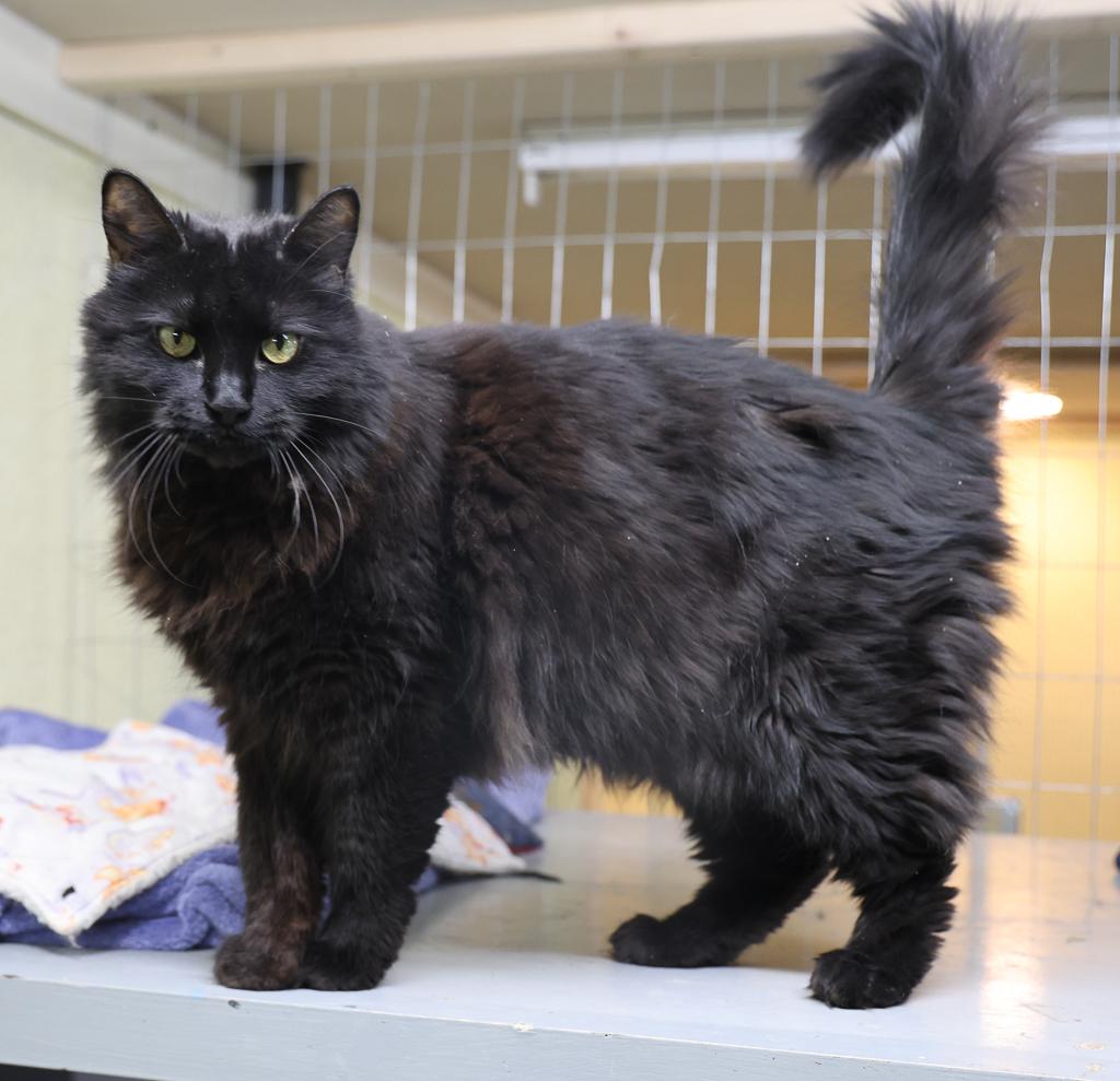 Mochi, a Adoptable mixed breed image 2/6