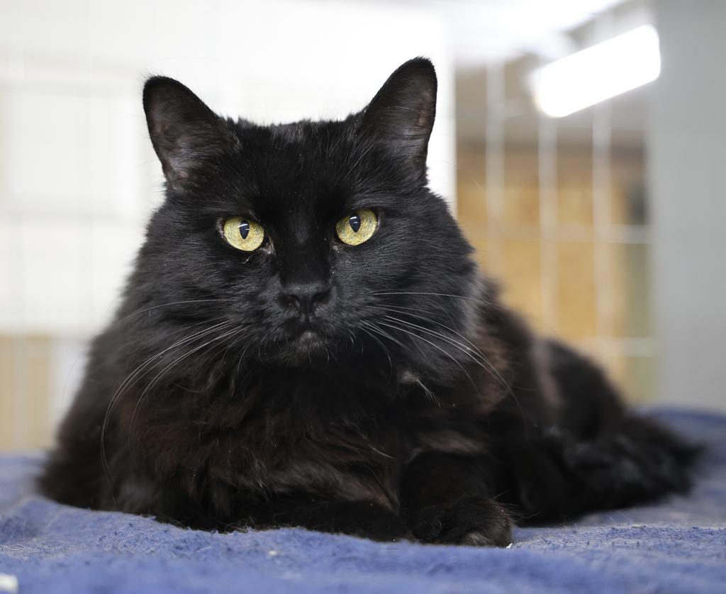 Mochi, a Adoptable mixed breed image 6/6