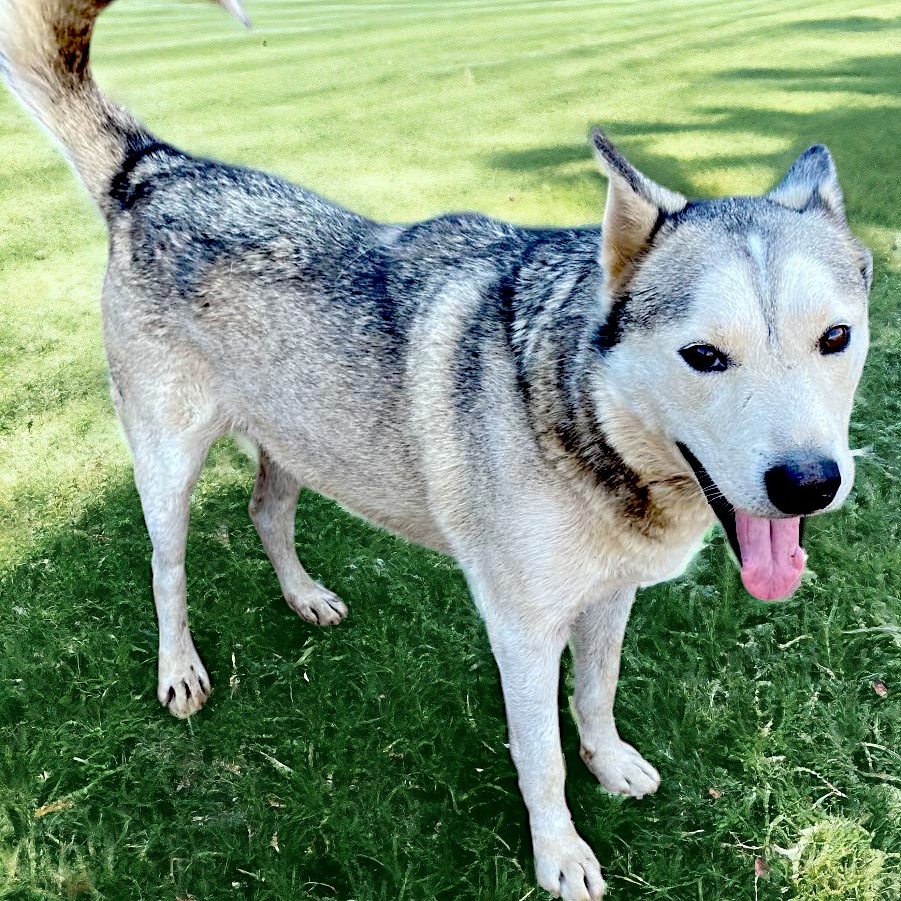 Dog for adoption Ricky Ricardo, a Husky Mix in Encinitas, CA Petfinder