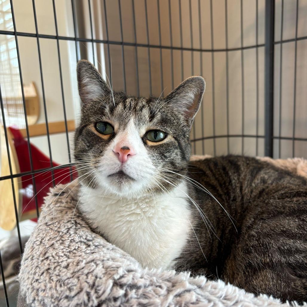 Darth, Adoptable, Senior Male Domestic Short Hair.