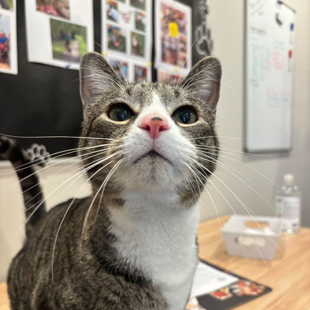 Enlarge Darth, a Adoptable mixed breed in Louisville, KY image 2/6