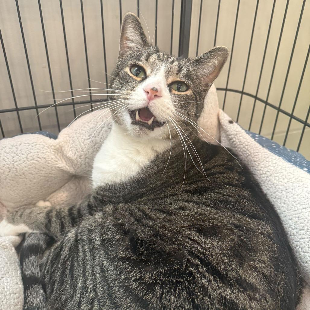 Enlarge Darth, a Adoptable mixed breed in Louisville, KY image 2/3