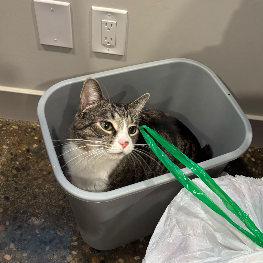 Enlarge Darth, a Adoptable mixed breed in Louisville, KY image 5/6