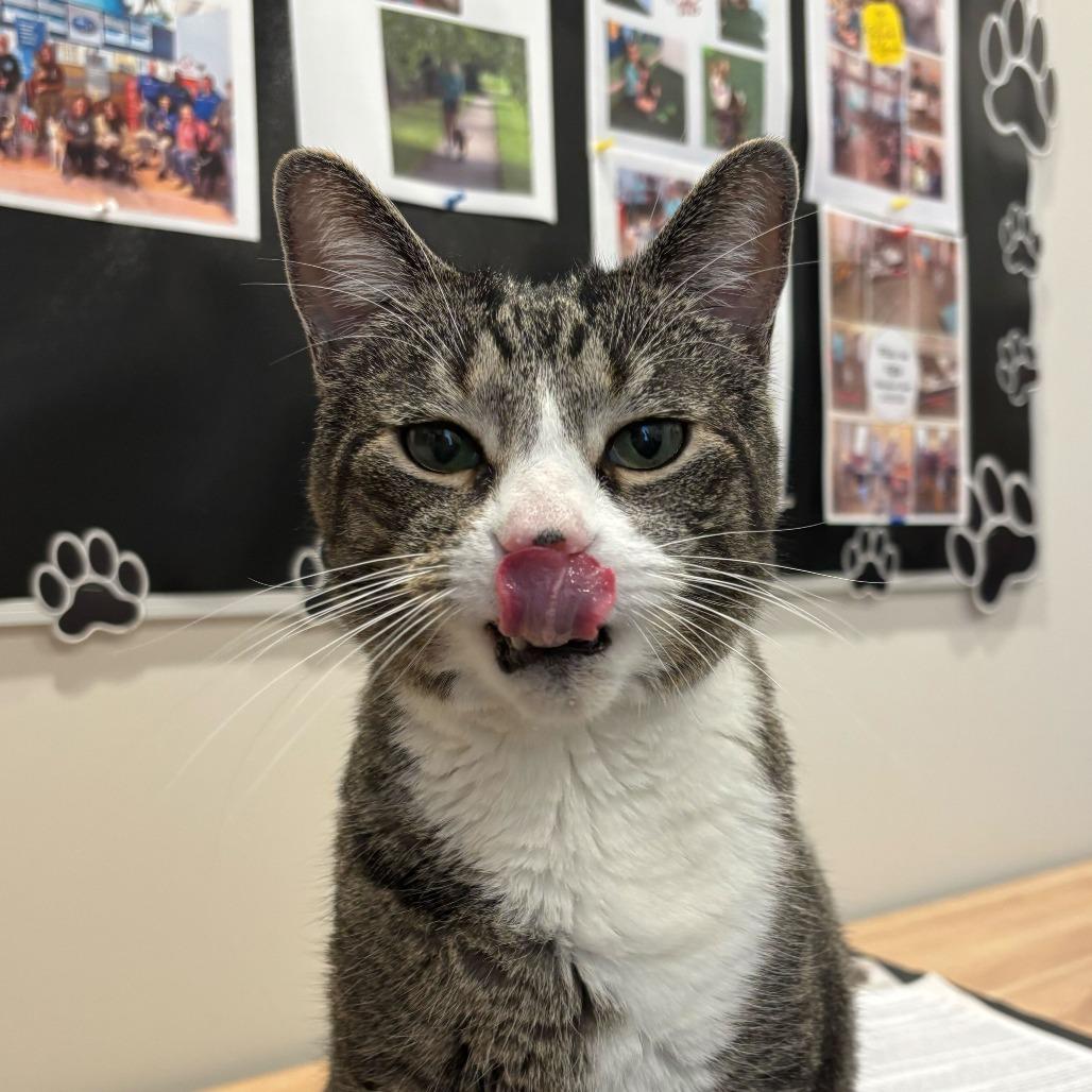Enlarge Darth, a Adoptable mixed breed in Louisville, KY image 6/6