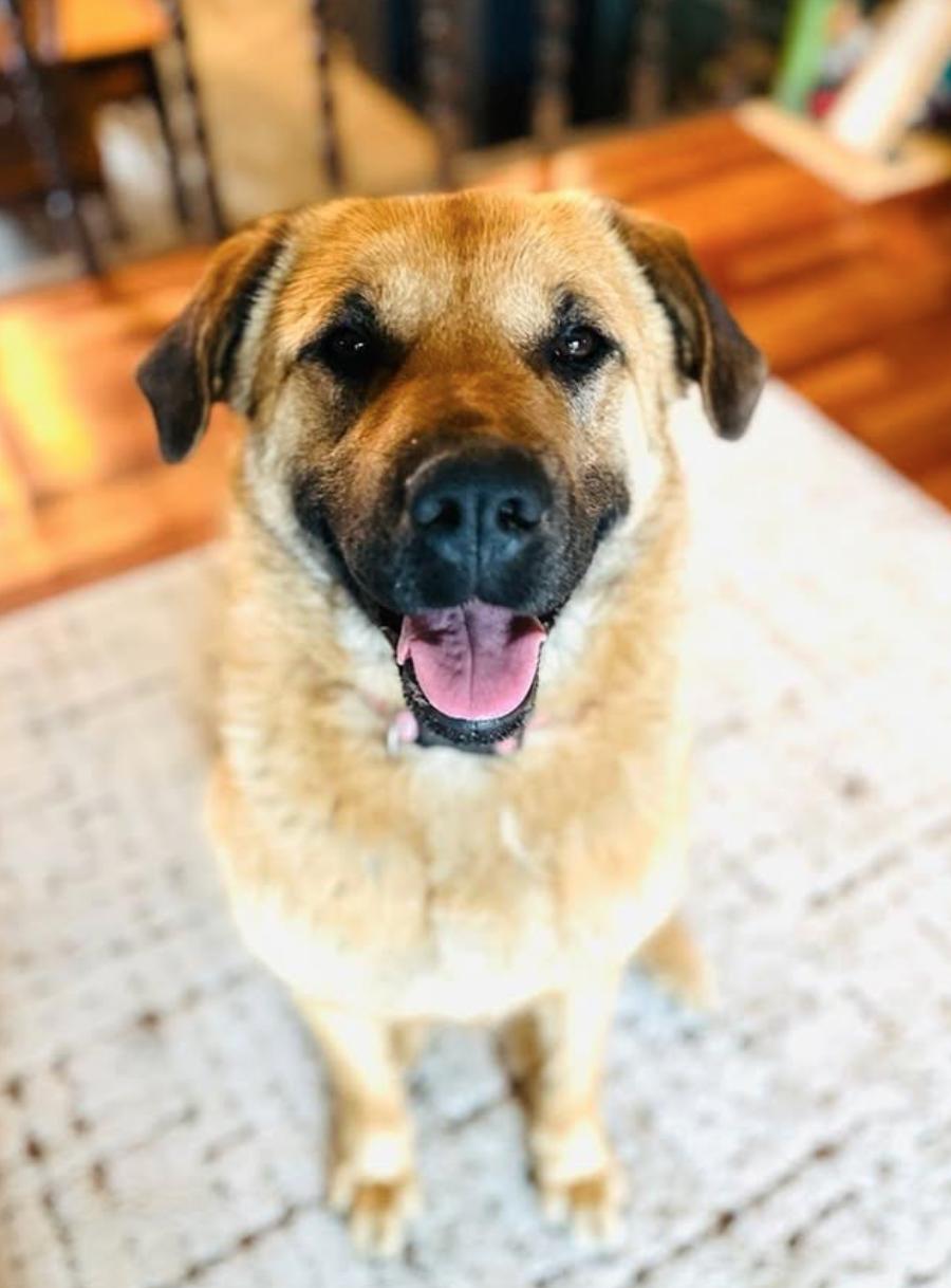 Betty Boop, adopted, Young Female Labrador Retriever & Shepherd.