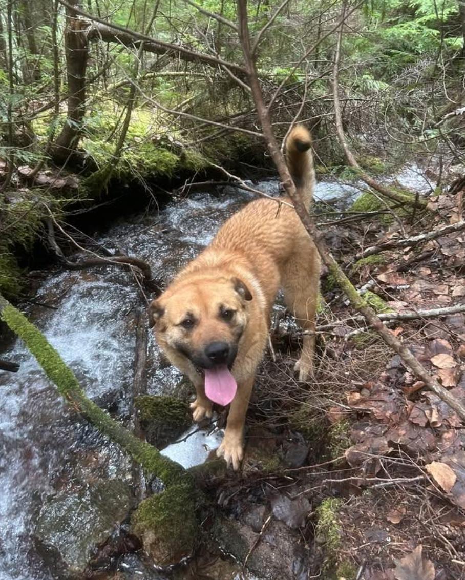 Enlarge Betty Boop, an adopted mixed breed in Calgary, AB image 2/3