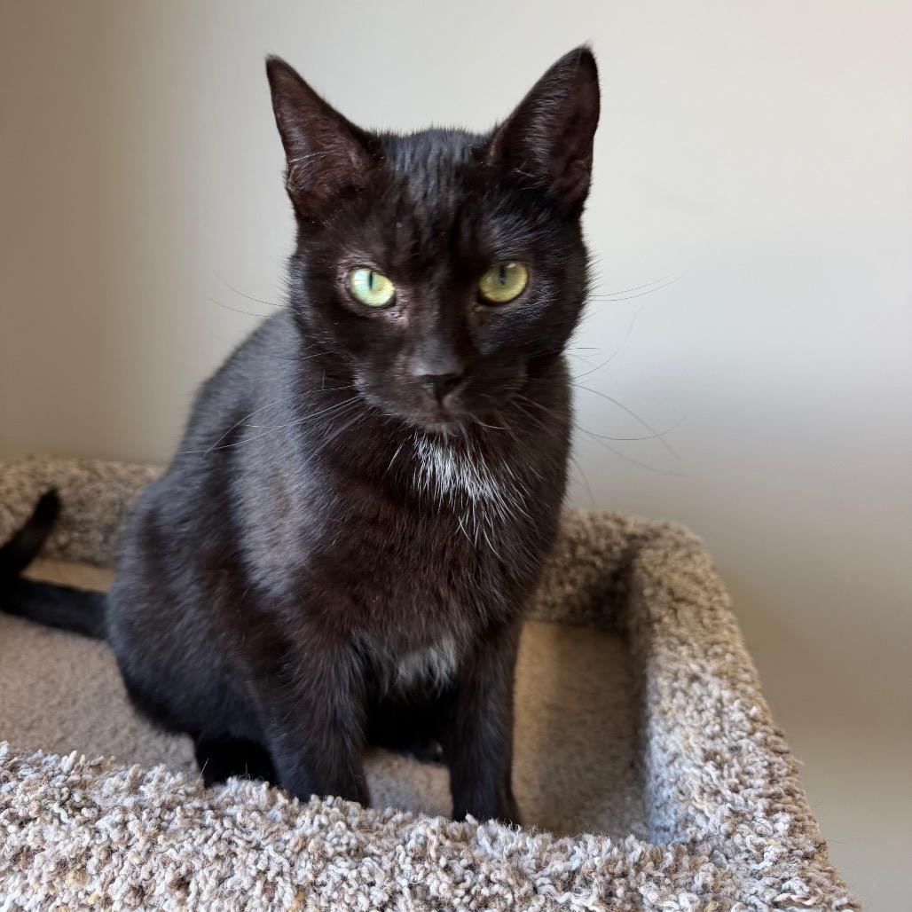 Enlarge McCarthy, a Adoptable Domestic Short Hair in Detroit Lakes, MN image 1/6