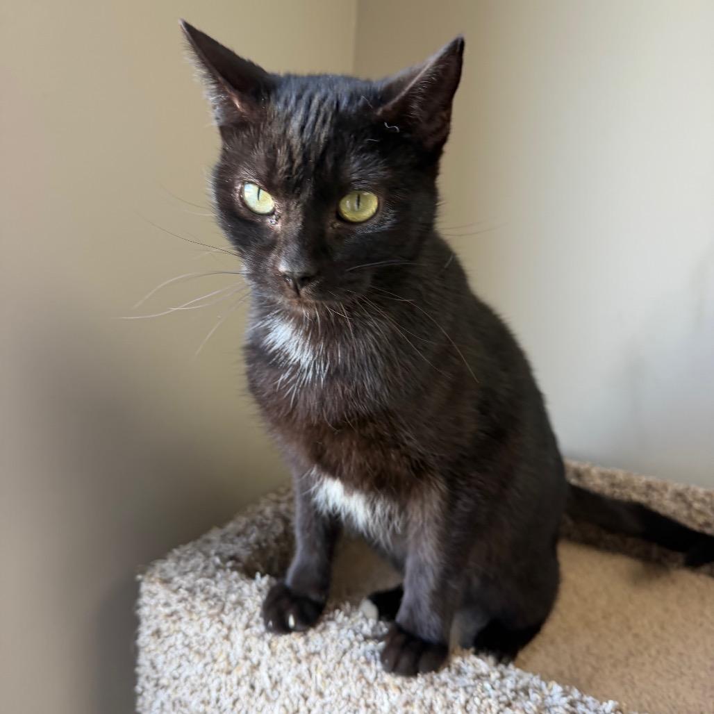 Enlarge McCarthy, a Adoptable Domestic Short Hair in Detroit Lakes, MN image 2/6