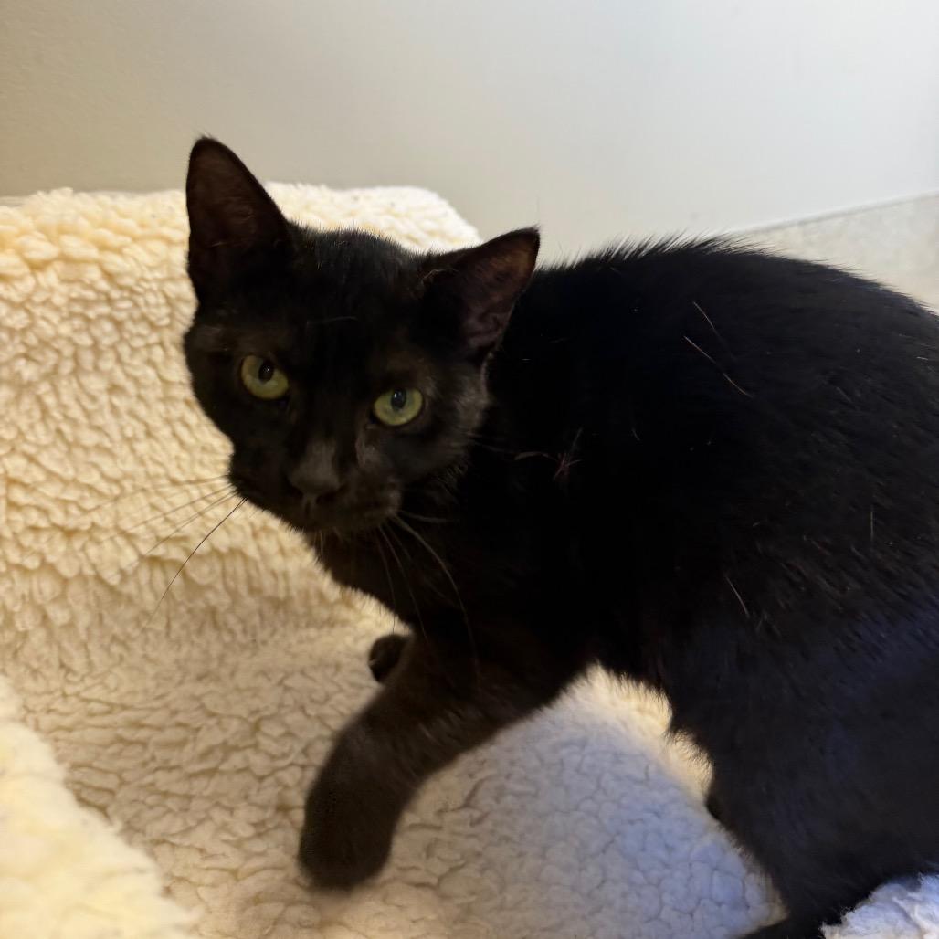 Enlarge McCarthy, a Adoptable Domestic Short Hair in Detroit Lakes, MN image 3/6