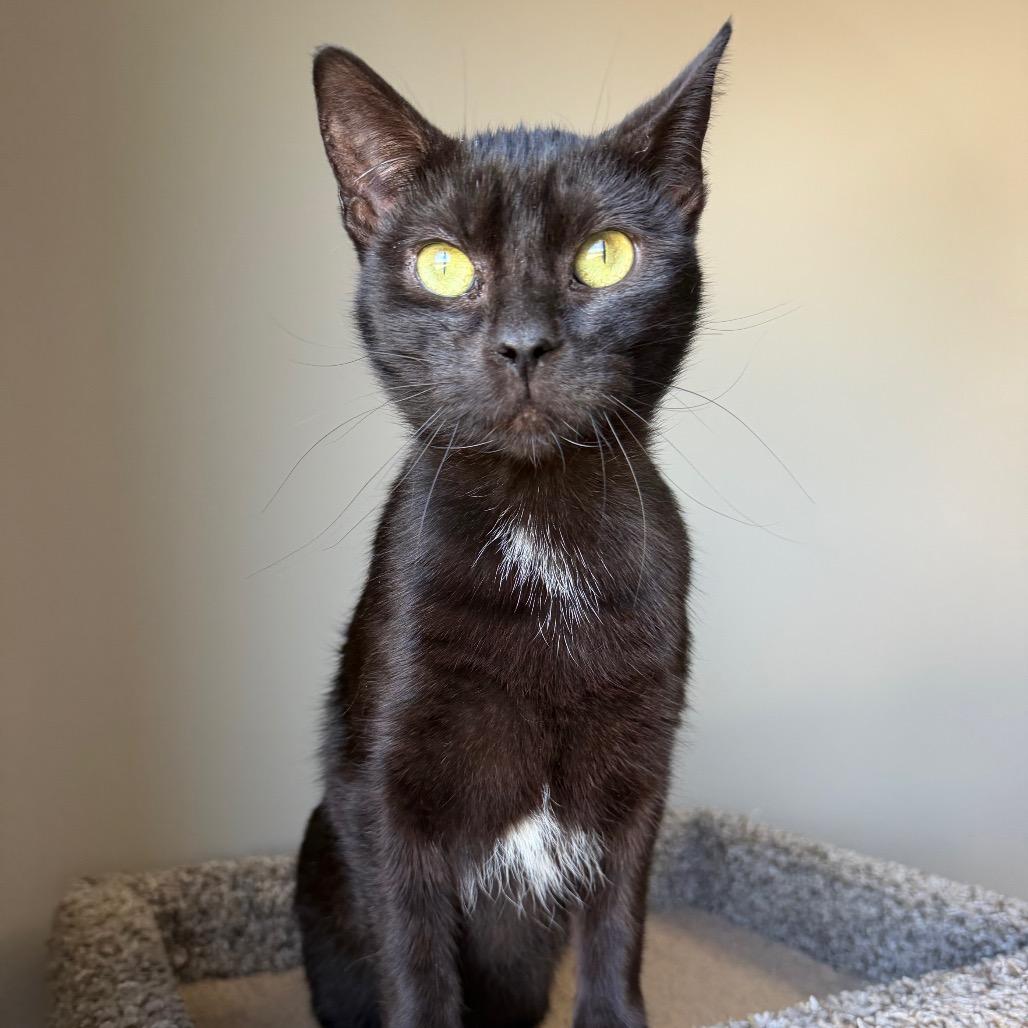 Enlarge McCarthy, a Adoptable Domestic Short Hair in Detroit Lakes, MN image 4/6