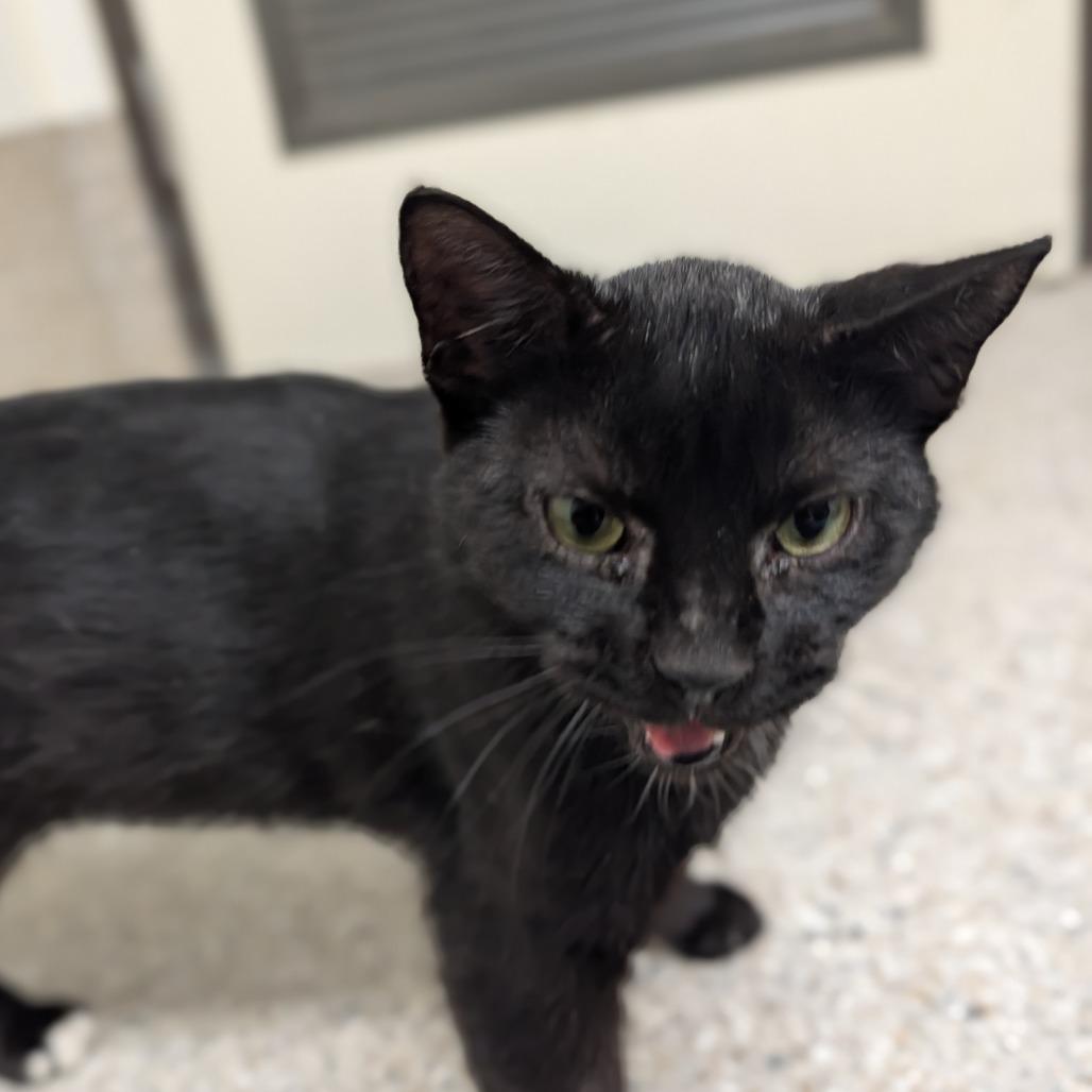 Enlarge McCarthy, a Adoptable Domestic Short Hair in Detroit Lakes, MN image 5/6
