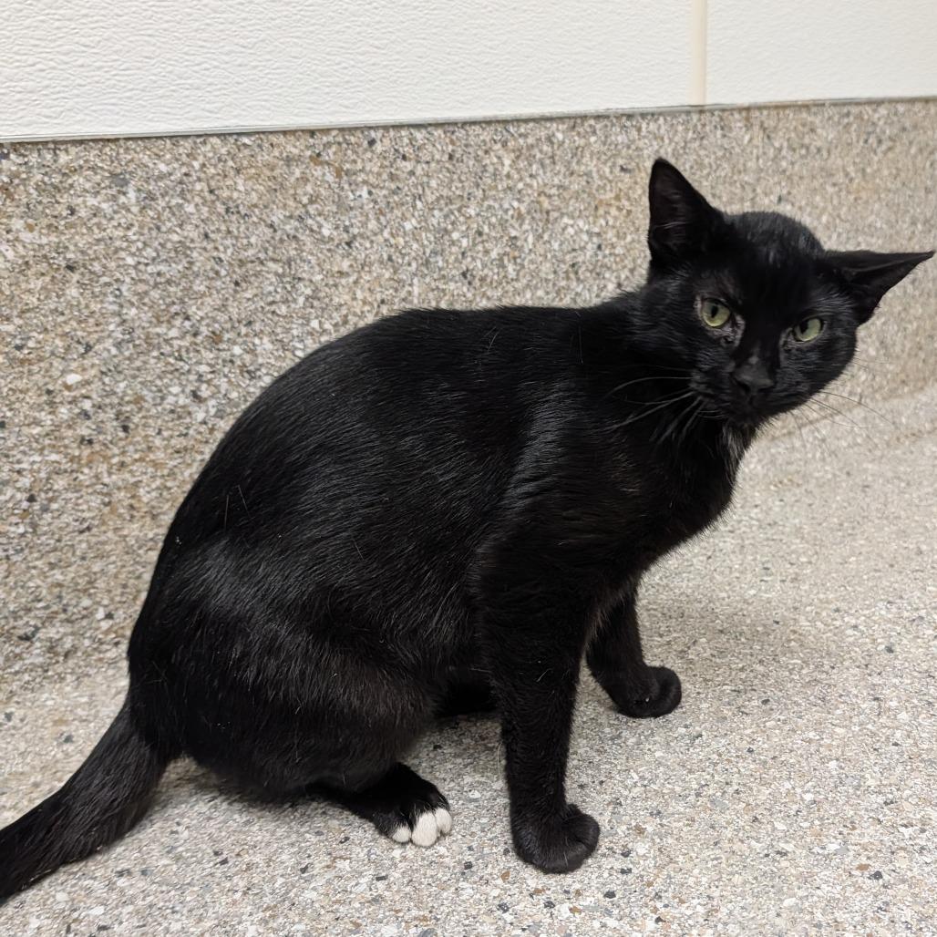 Enlarge McCarthy, a Adoptable Domestic Short Hair in Detroit Lakes, MN image 6/6