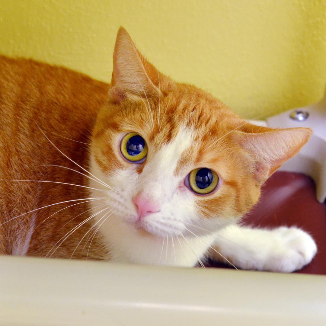 Enlarge Orange, an adopted mixed breed in Sanford, FL image 1/2