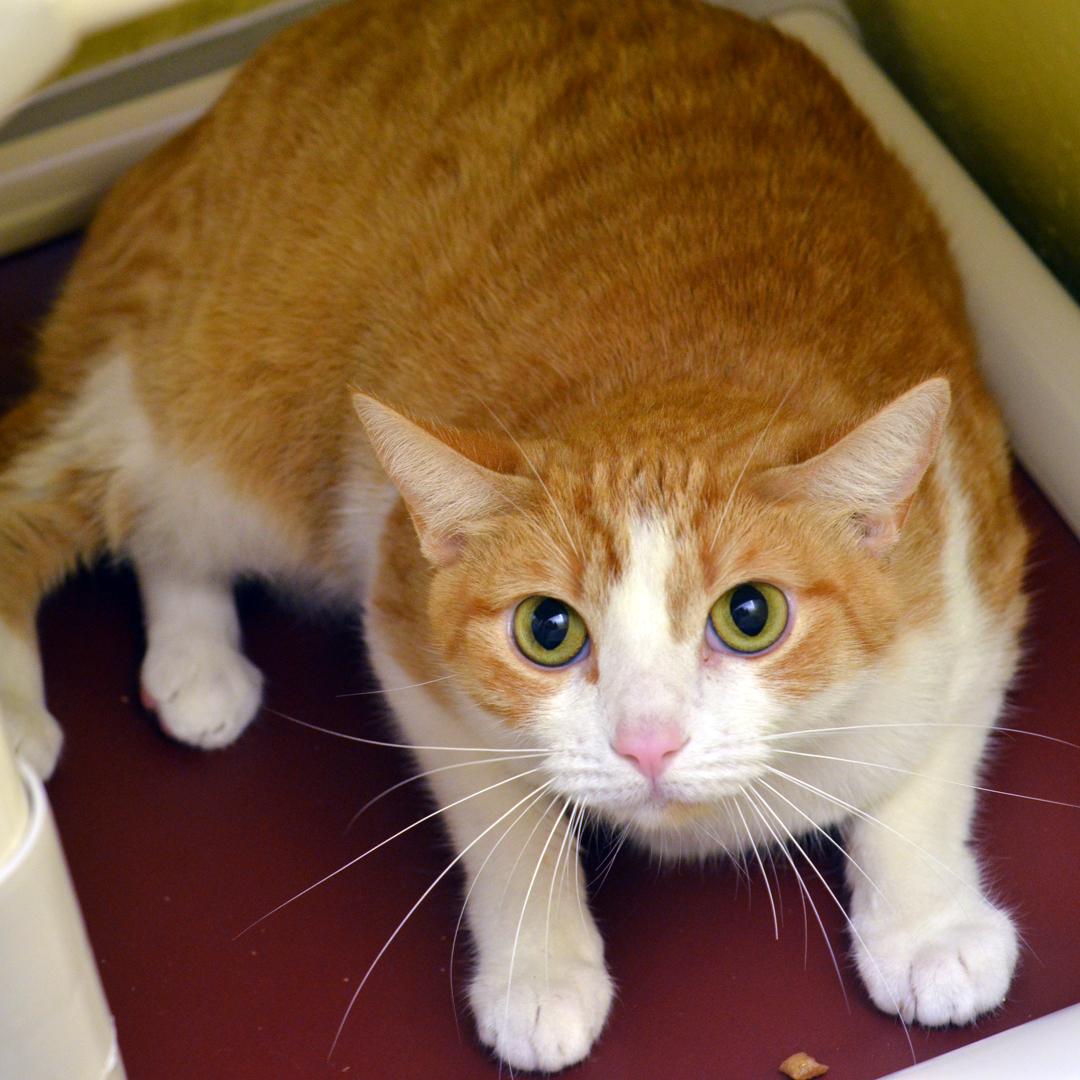 Enlarge Orange, an adopted mixed breed in Sanford, FL image 2/2