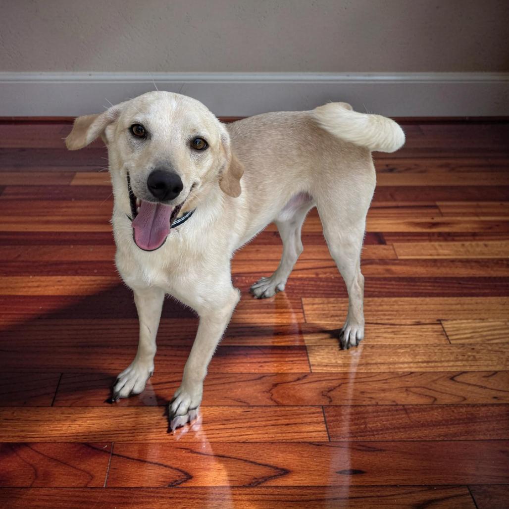 Jasper, Adoptable, Adult Male Terrier.