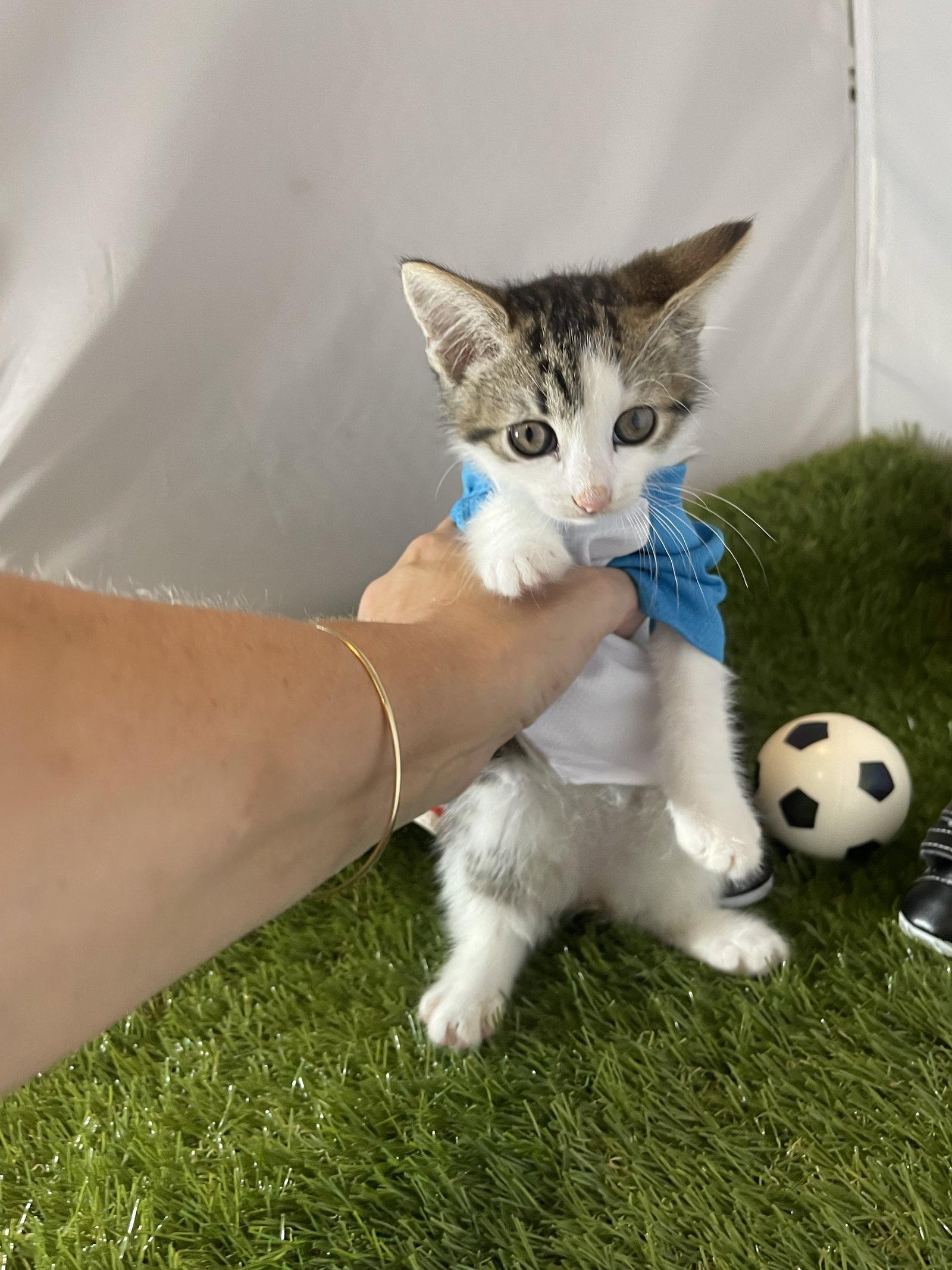 Sweeper, Adoptable, Kitten Female Tabby.