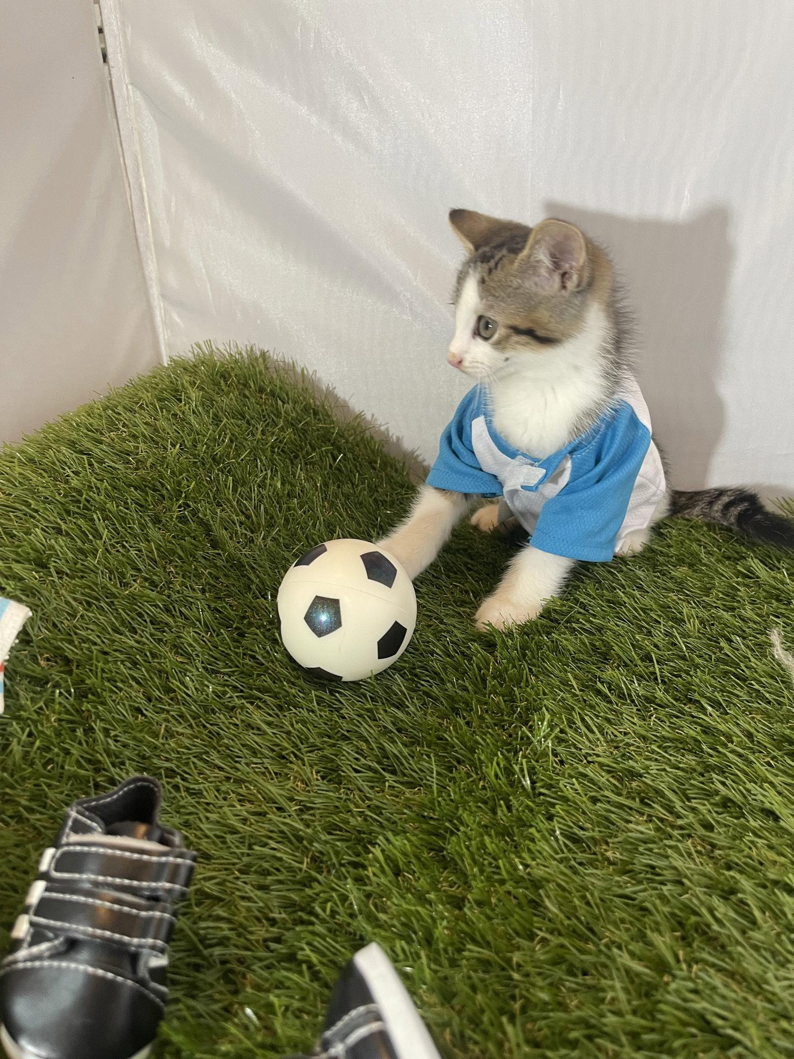 Enlarge Sweeper, a Adoptable Tabby in Flint Hill, VA image 2/3