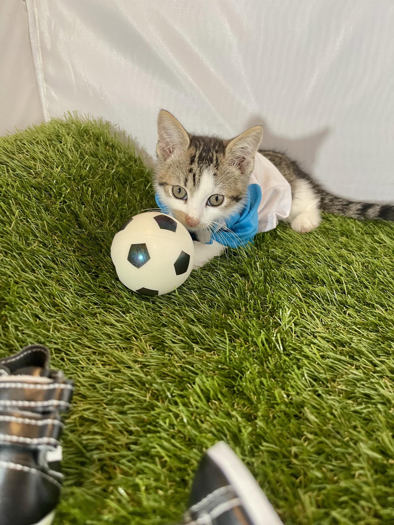 Enlarge Sweeper, a Adoptable Tabby in Flint Hill, VA image 3/3
