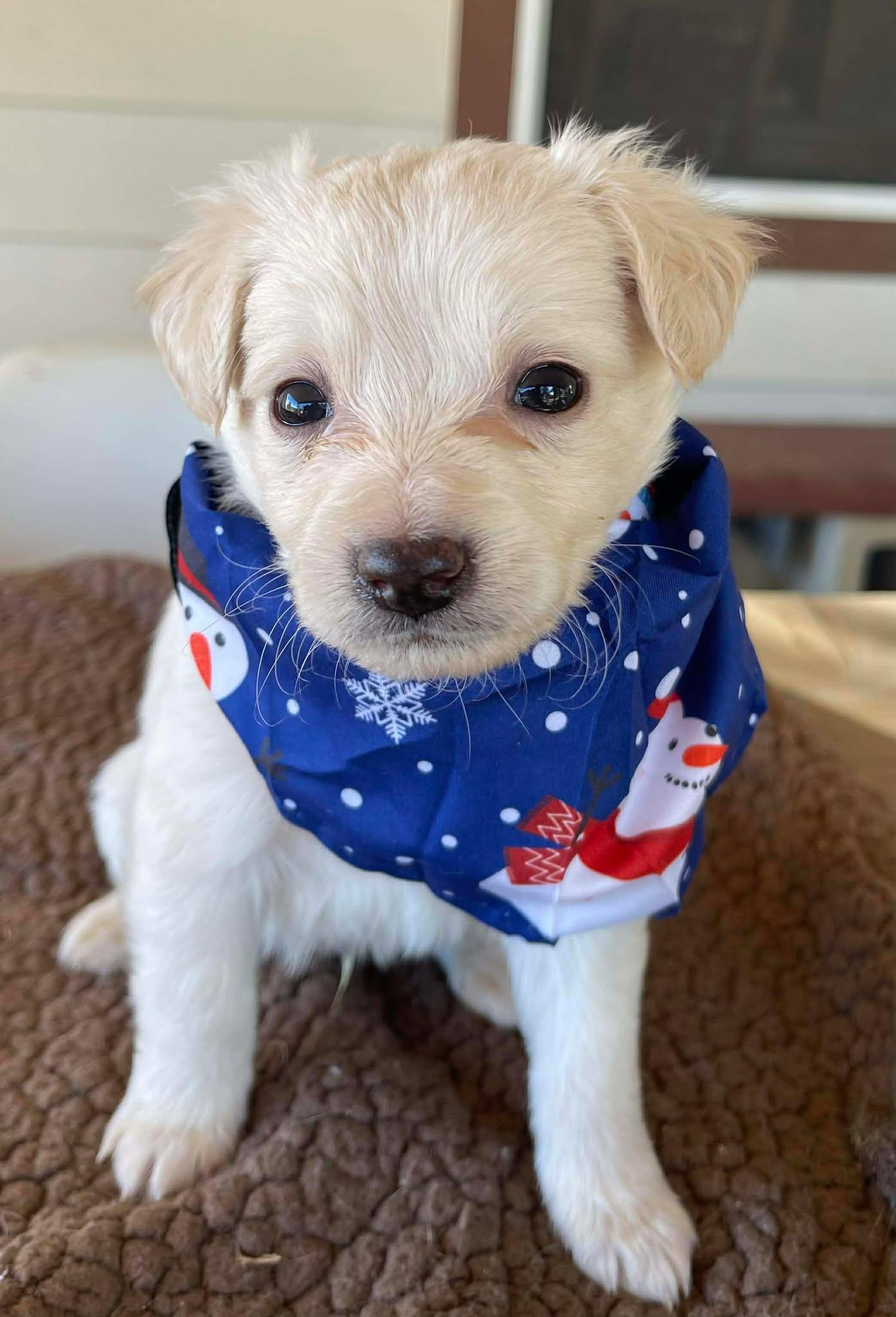 Moe, Adopted, Puppy Male Maltipoo.