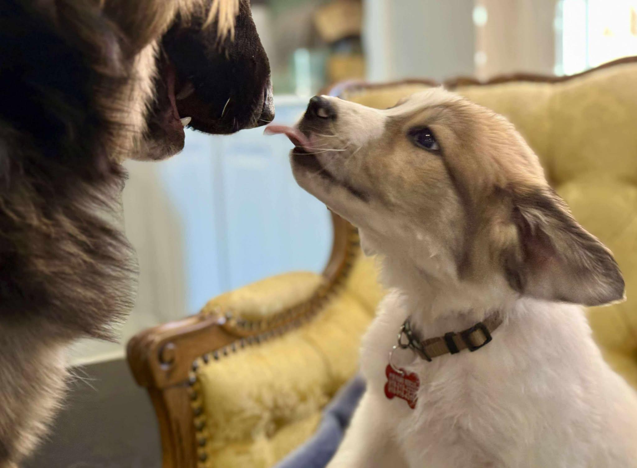 Bearin, Adoptable, Puppy Male Great Pyrenees.