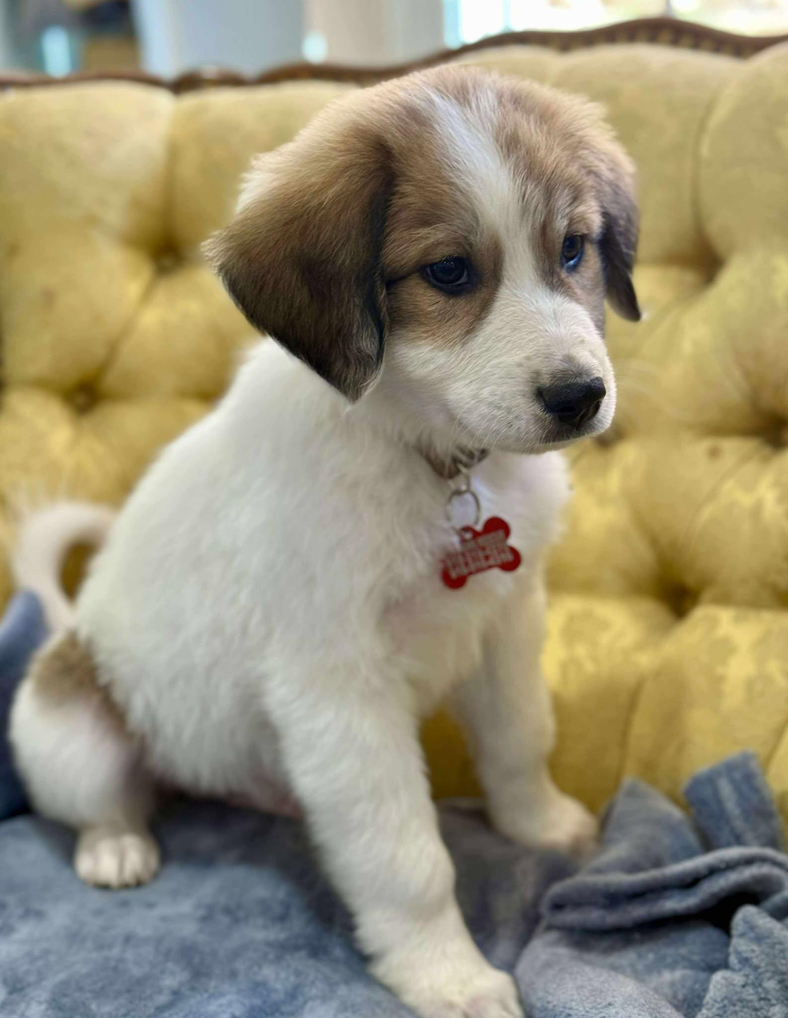 Bearin, a Adoptable mixed breed in Kiowa, OK image 2/6