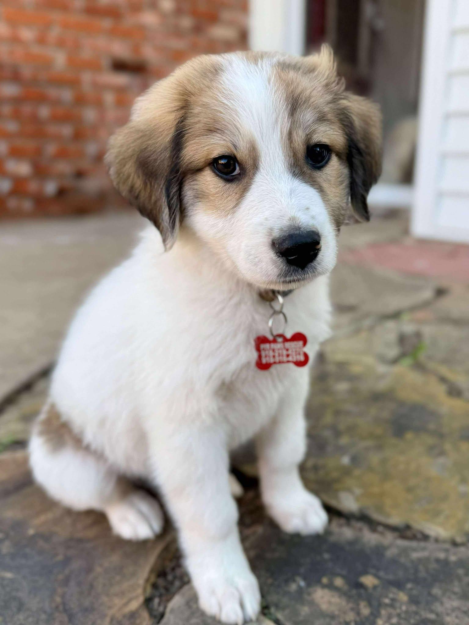 Bearin, a Adoptable mixed breed in Kiowa, OK image 3/6