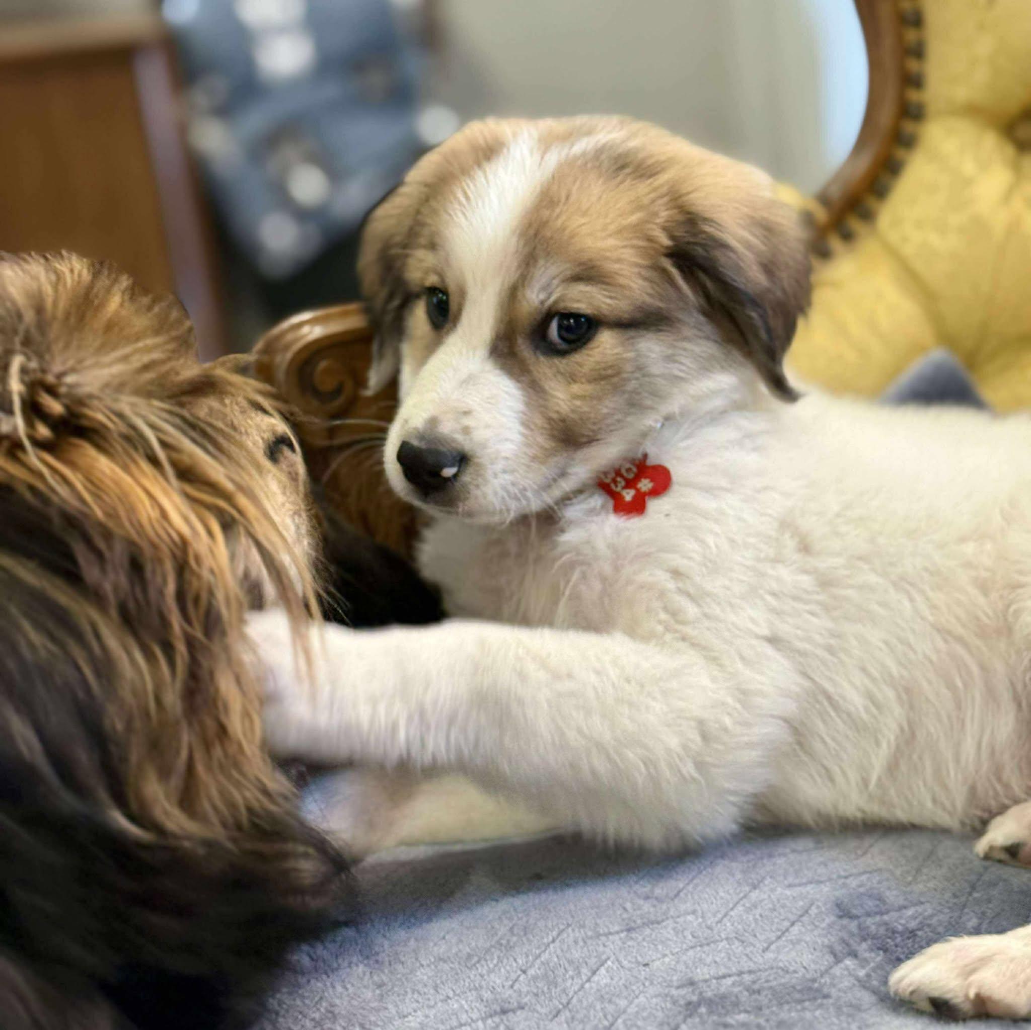 Bearin, a Adoptable mixed breed in Kiowa, OK image 4/6