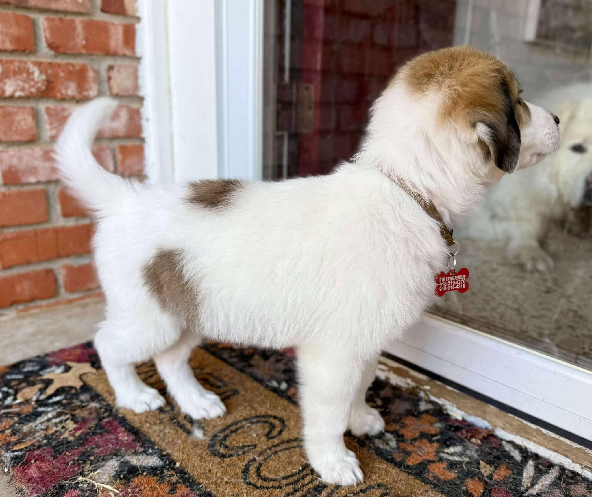 Bearin, a Adoptable mixed breed in Kiowa, OK image 5/6