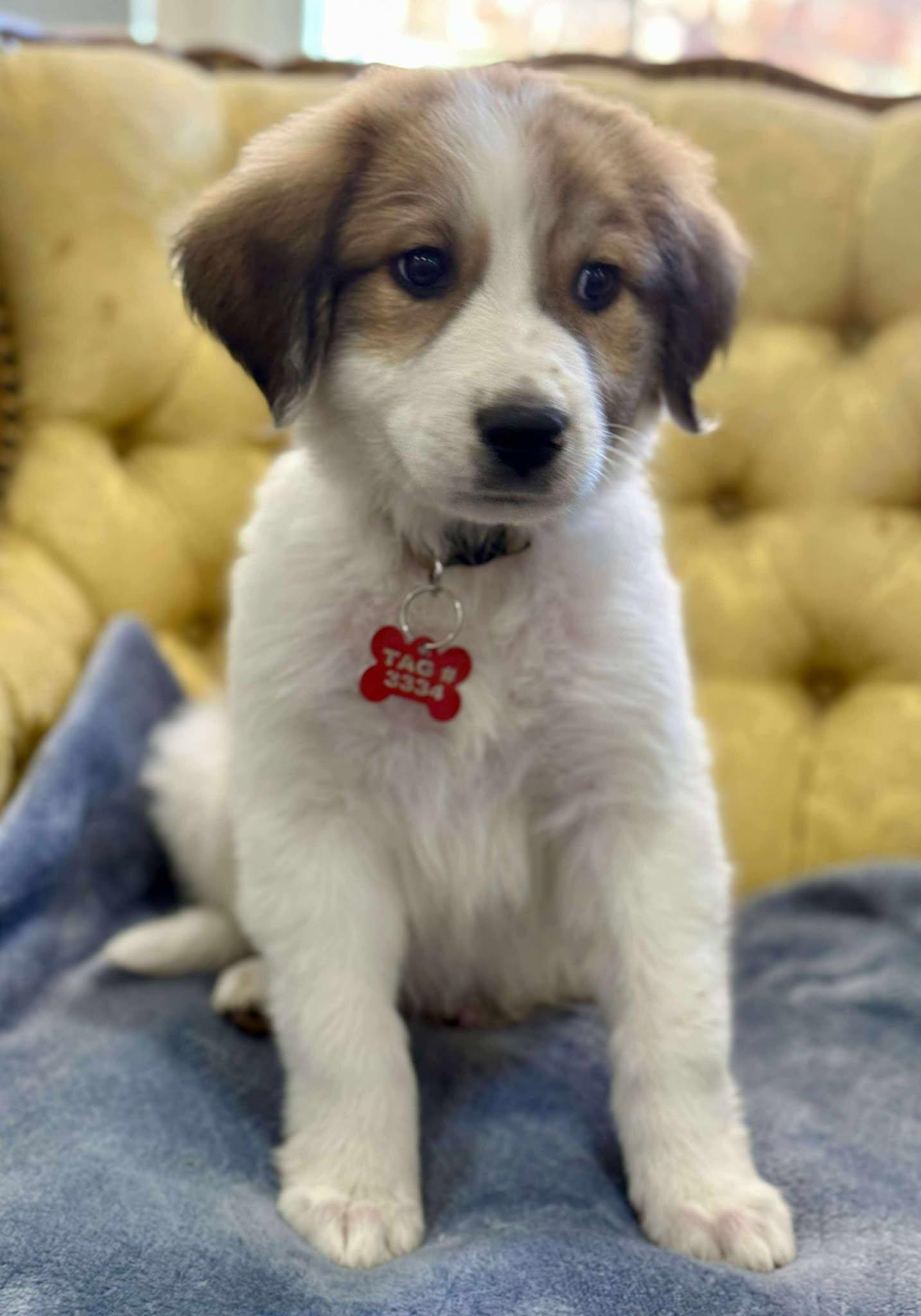 Bearin, a Adoptable mixed breed in Kiowa, OK image 6/6