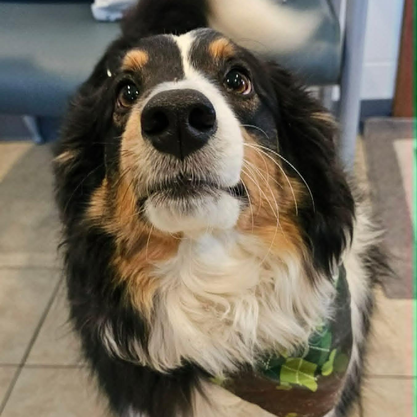 Chino , adopted, Adult Male Border Collie.