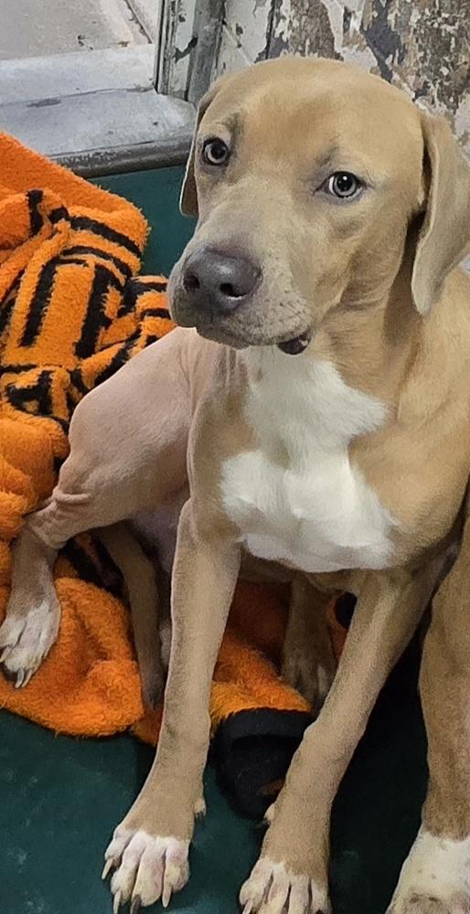 Enlarge Junior #5, a Adoptable mixed breed in New Lexington, OH image 1/1