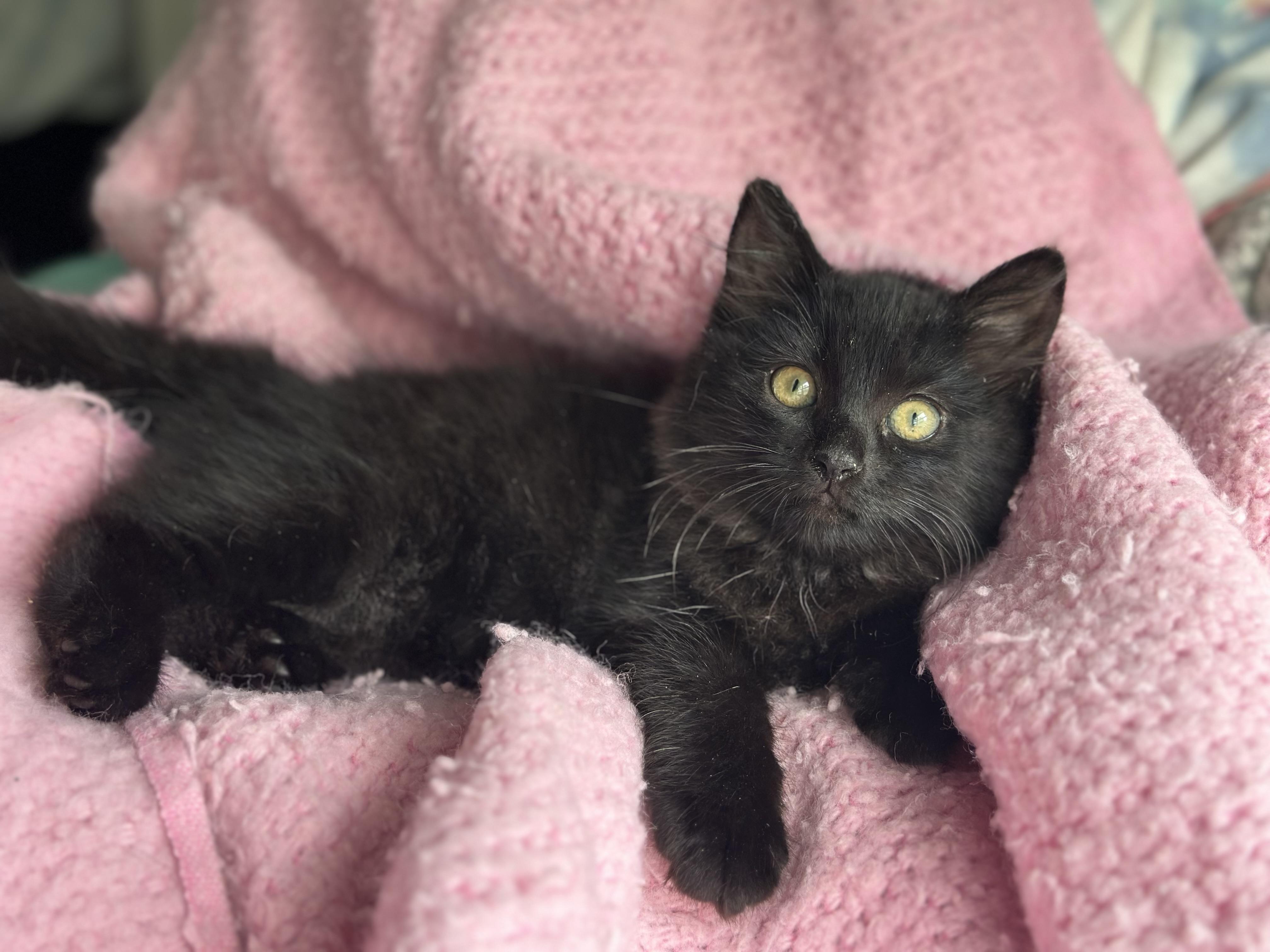 Duchess (long fur) smoke color **VIDEO**, an adopted Domestic Long Hair in Port Orange, FL image 1/5