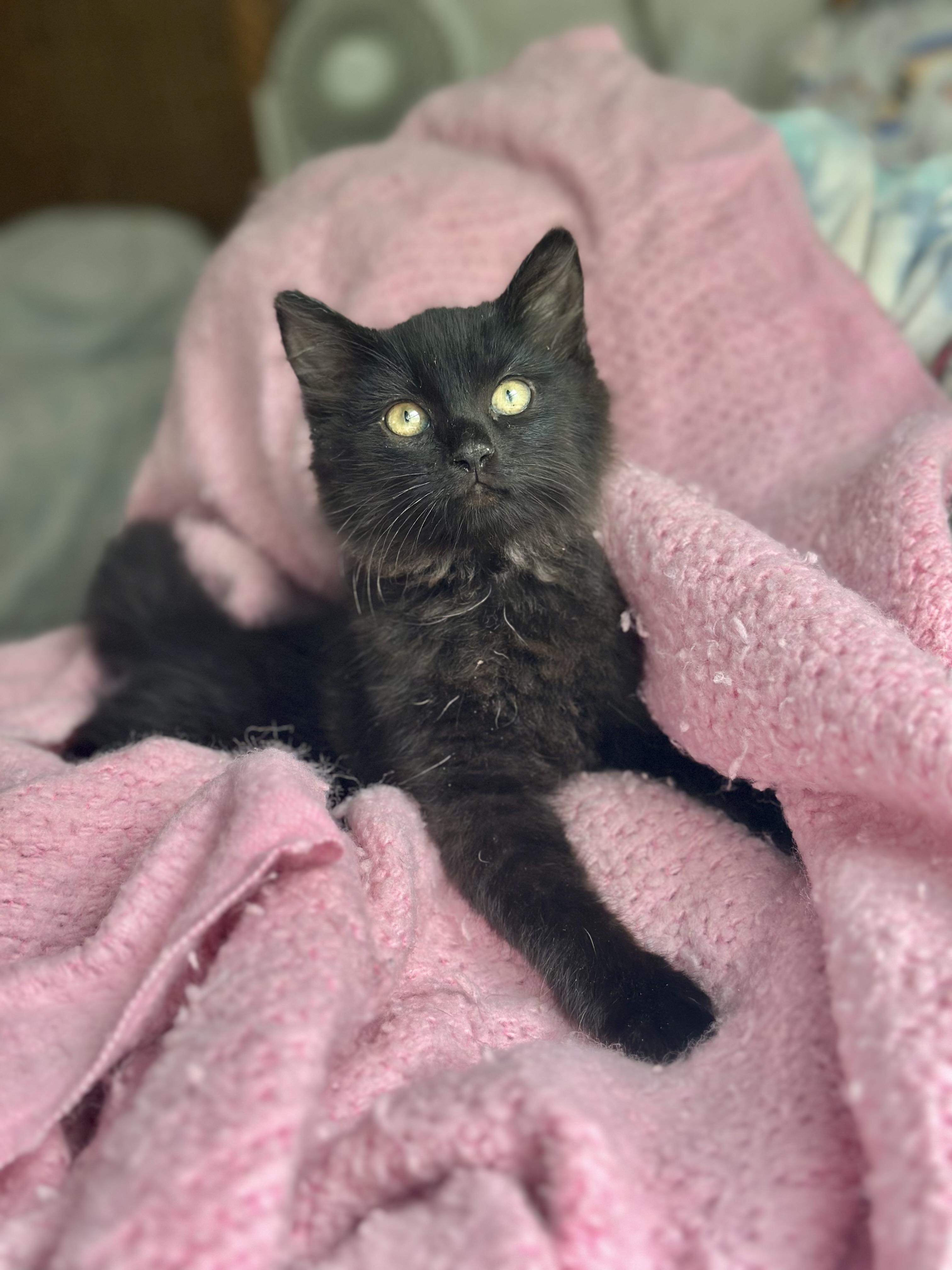 Duchess (long fur) smoke color **VIDEO**, an adopted Domestic Long Hair in Port Orange, FL image 2/5