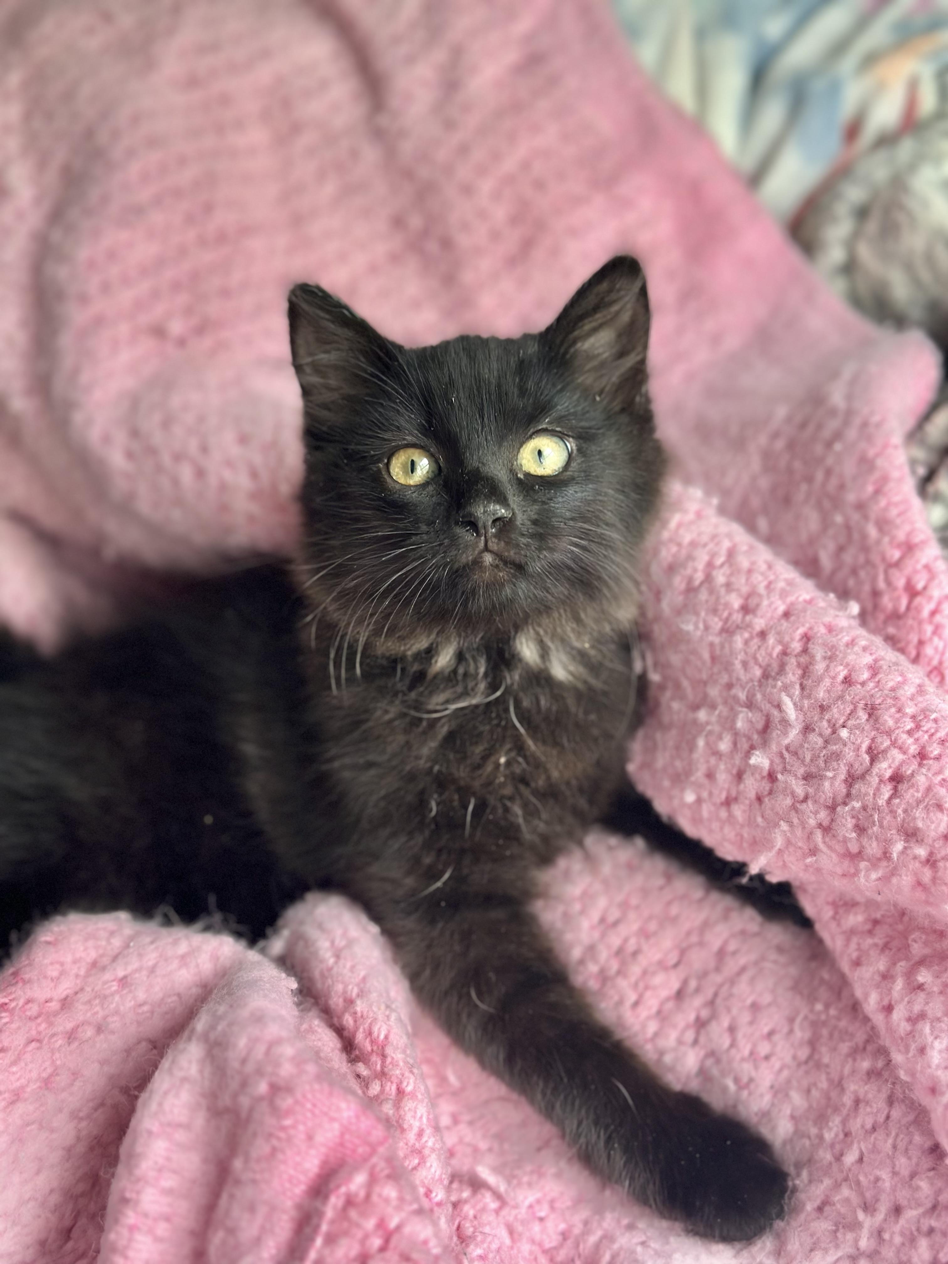 Duchess (long fur) smoke color **VIDEO**, an adopted Domestic Long Hair in Port Orange, FL image 3/5