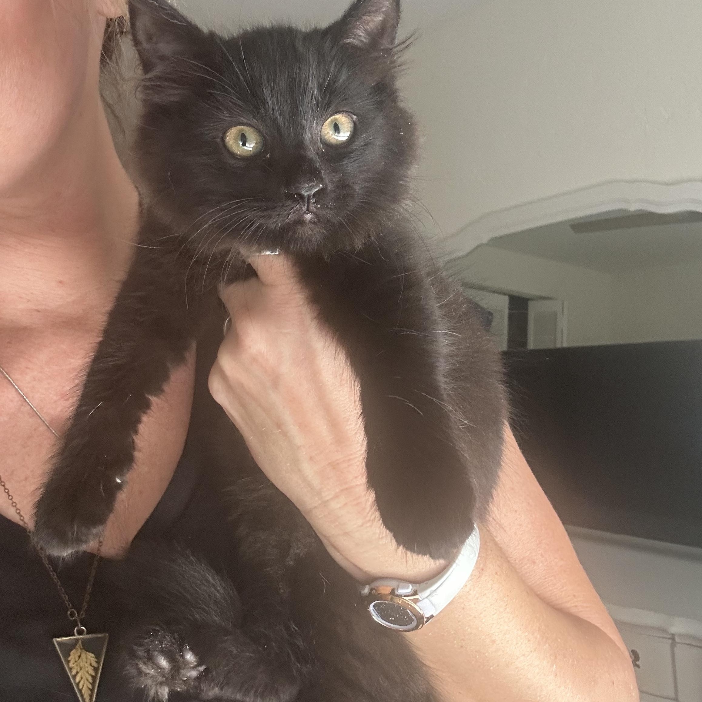 Duchess (long fur) smoke color **VIDEO**, an adopted Domestic Long Hair in Port Orange, FL image 4/5