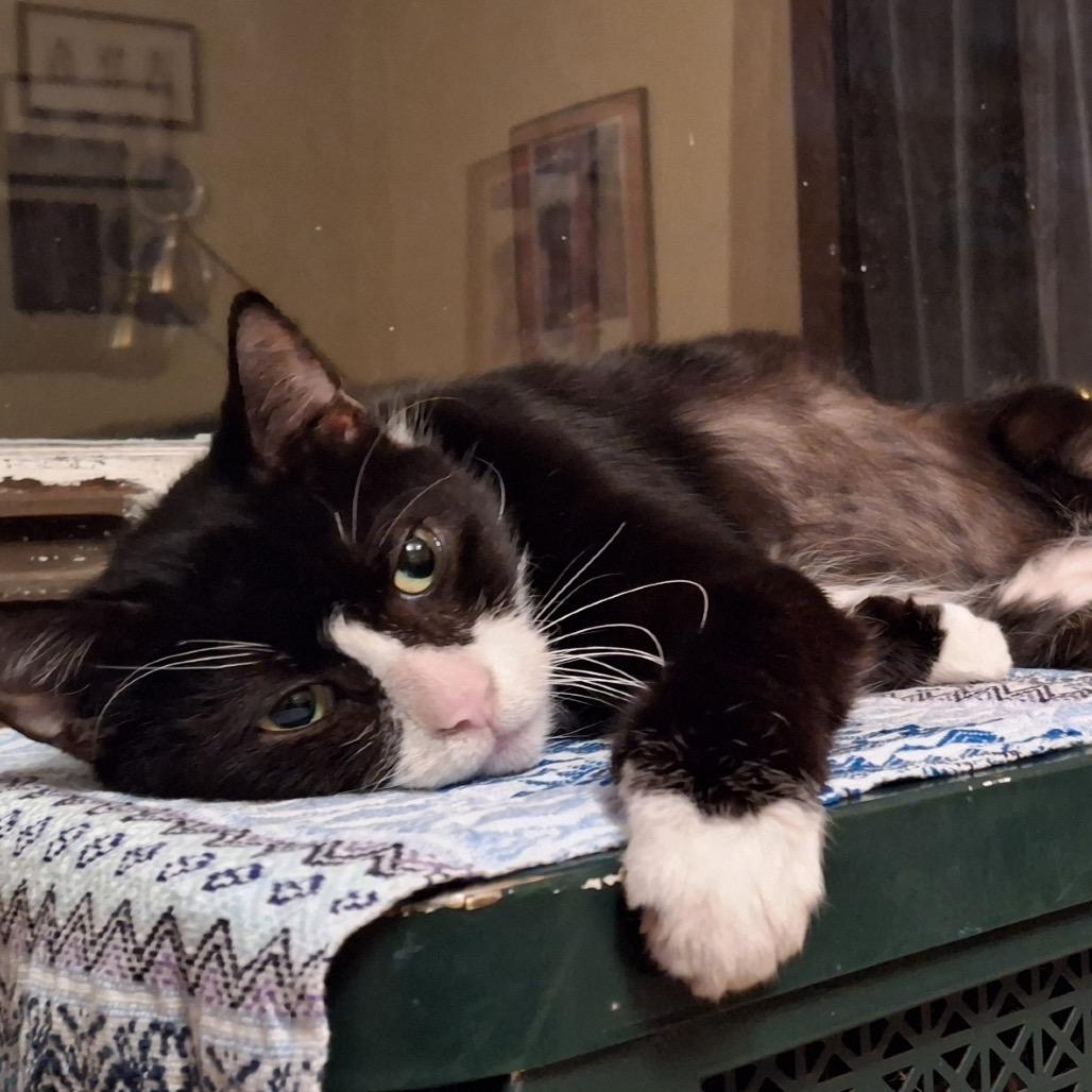 Enlarge Midnight, a Adoptable Domestic Short Hair in Newark, NJ image 1/5