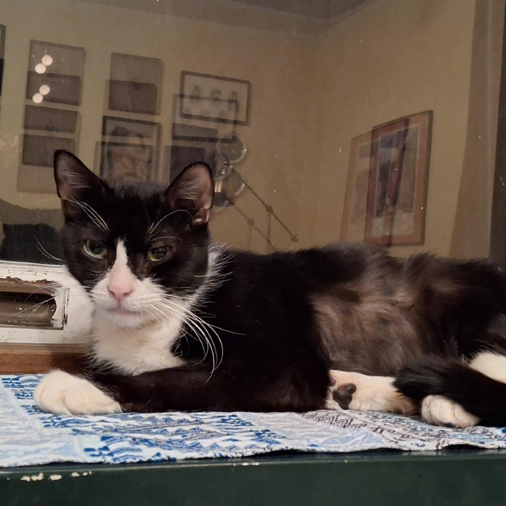 Enlarge Midnight, a Adoptable Domestic Short Hair in Newark, NJ image 3/5