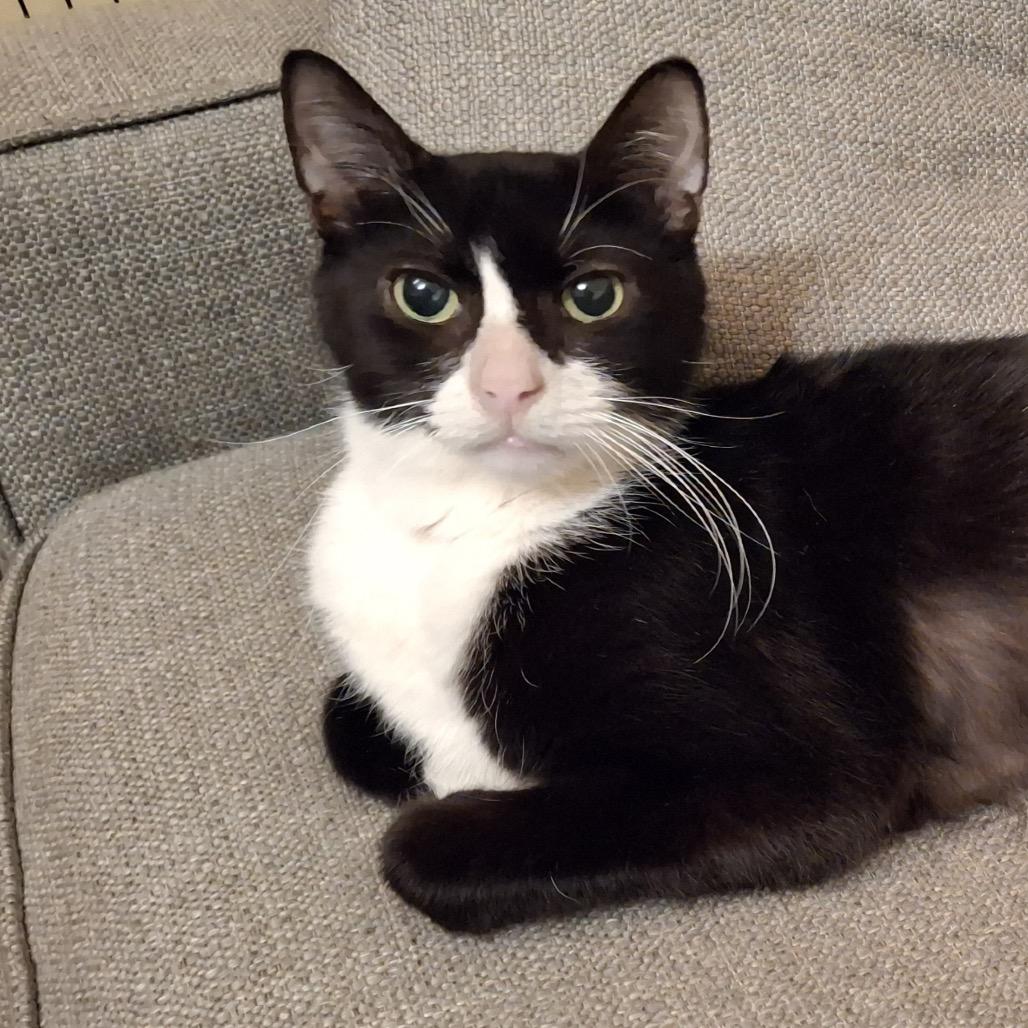 Enlarge Midnight, a Adoptable Domestic Short Hair in Newark, NJ image 4/5