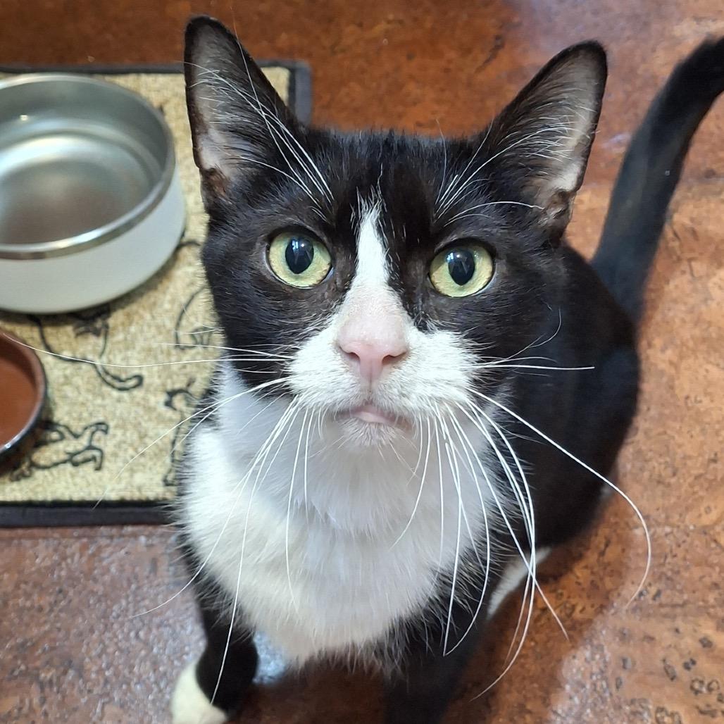 Enlarge Midnight, a Adoptable Domestic Short Hair in Newark, NJ image 5/5
