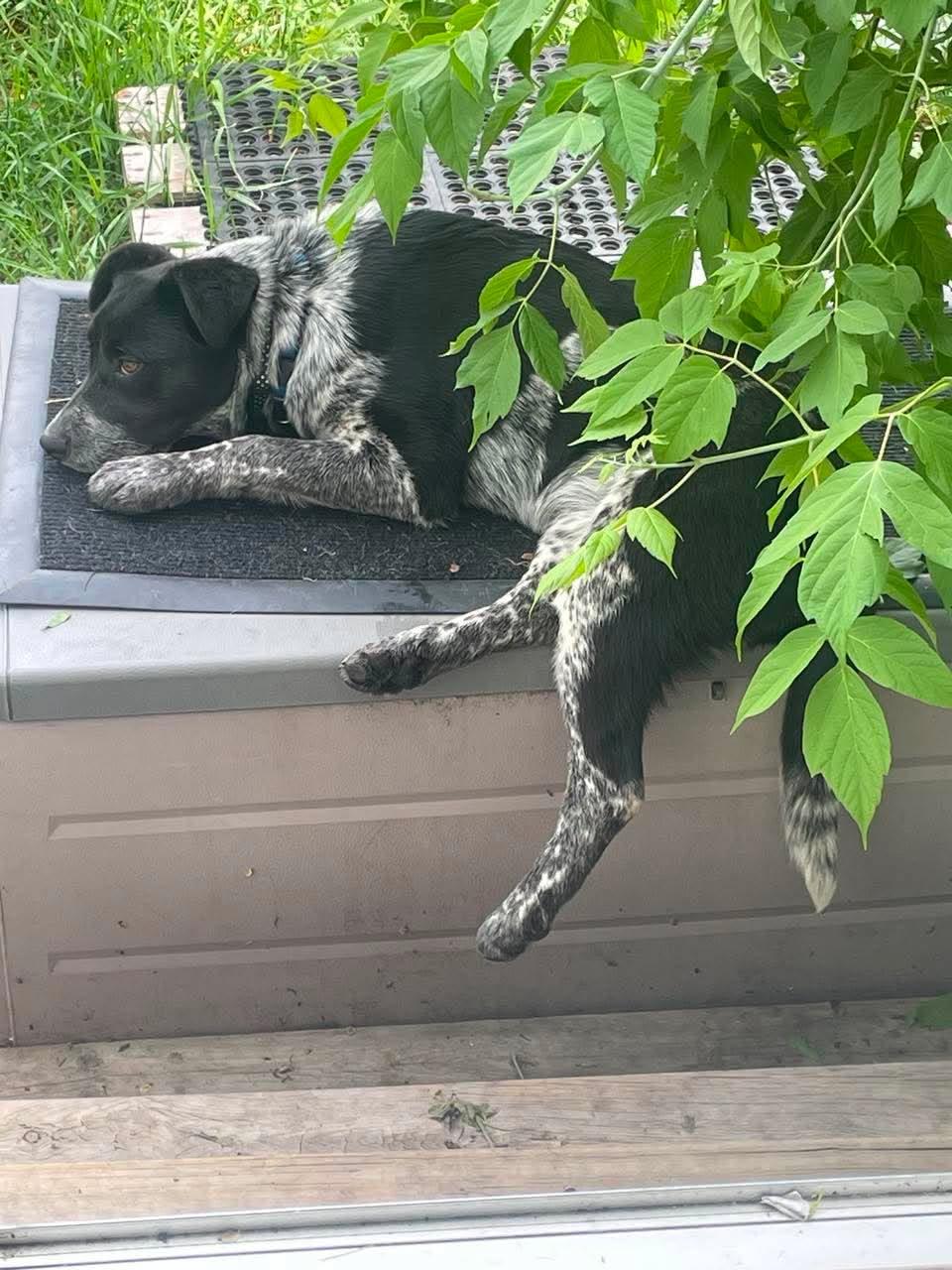 Tamzin, a Adoptable mixed breed in Winnipeg, MB image 2/5