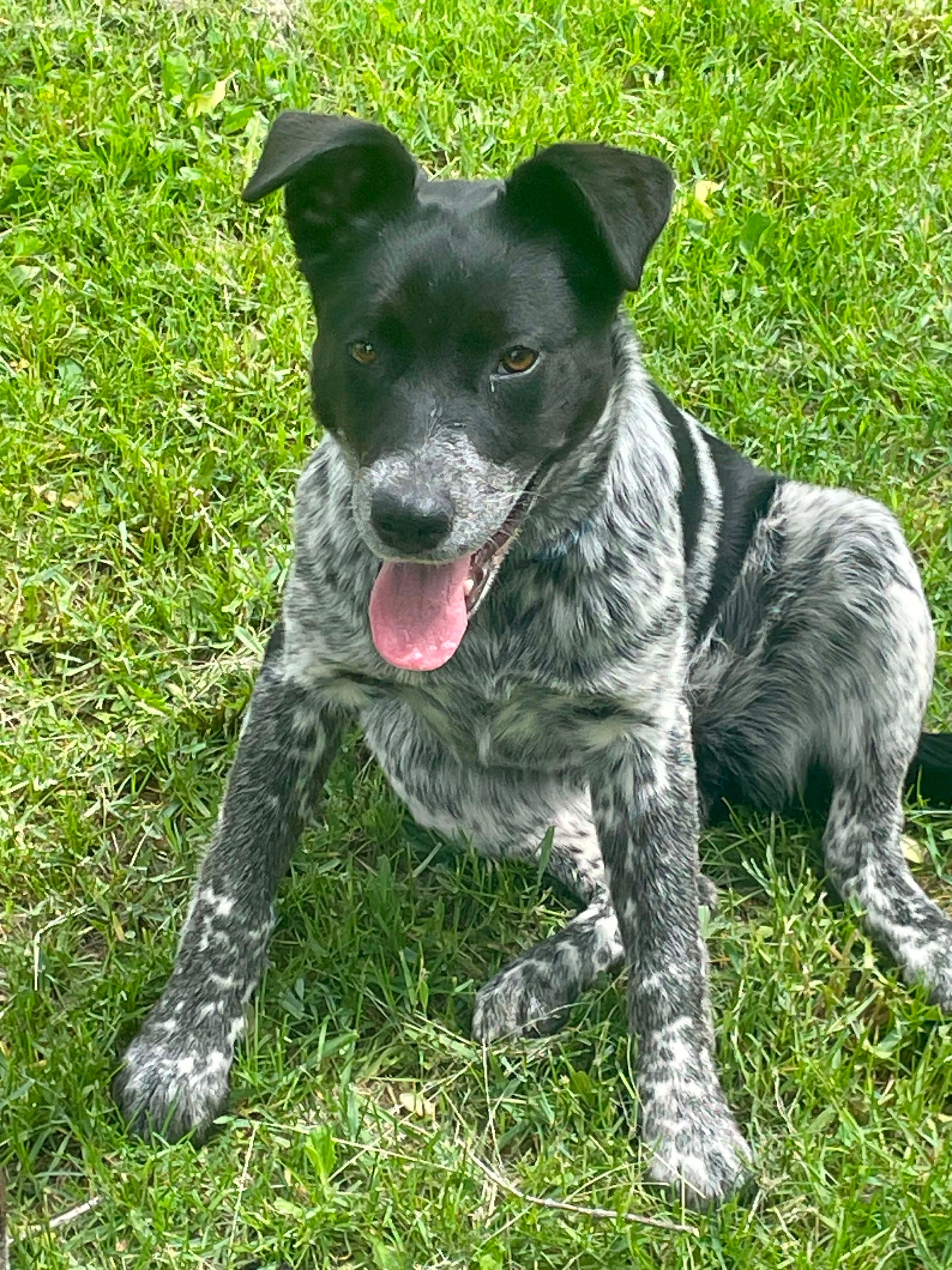 Tamzin, a Adoptable mixed breed in Winnipeg, MB image 5/5