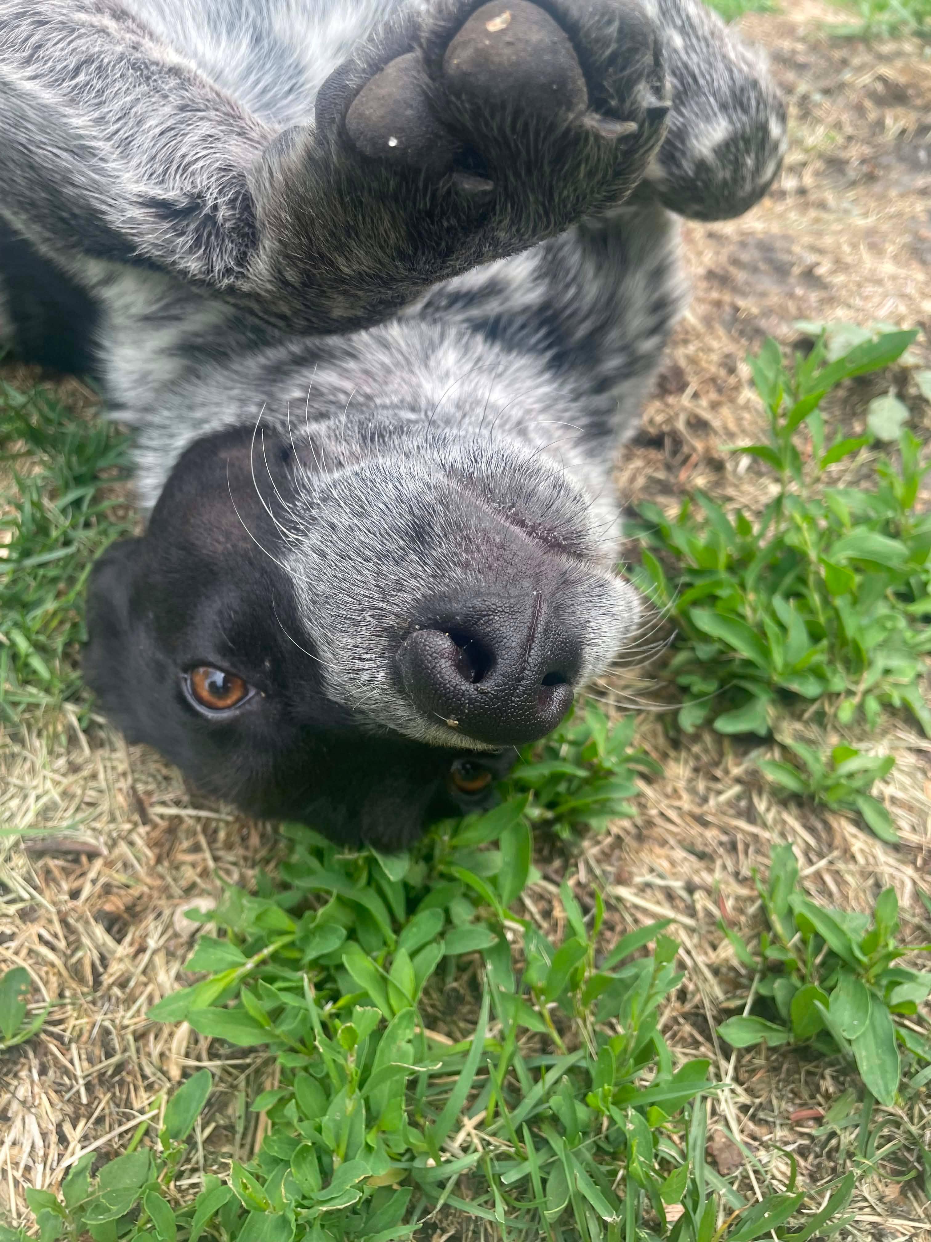 Tamzin, a Adoptable mixed breed in Winnipeg, MB image 4/5