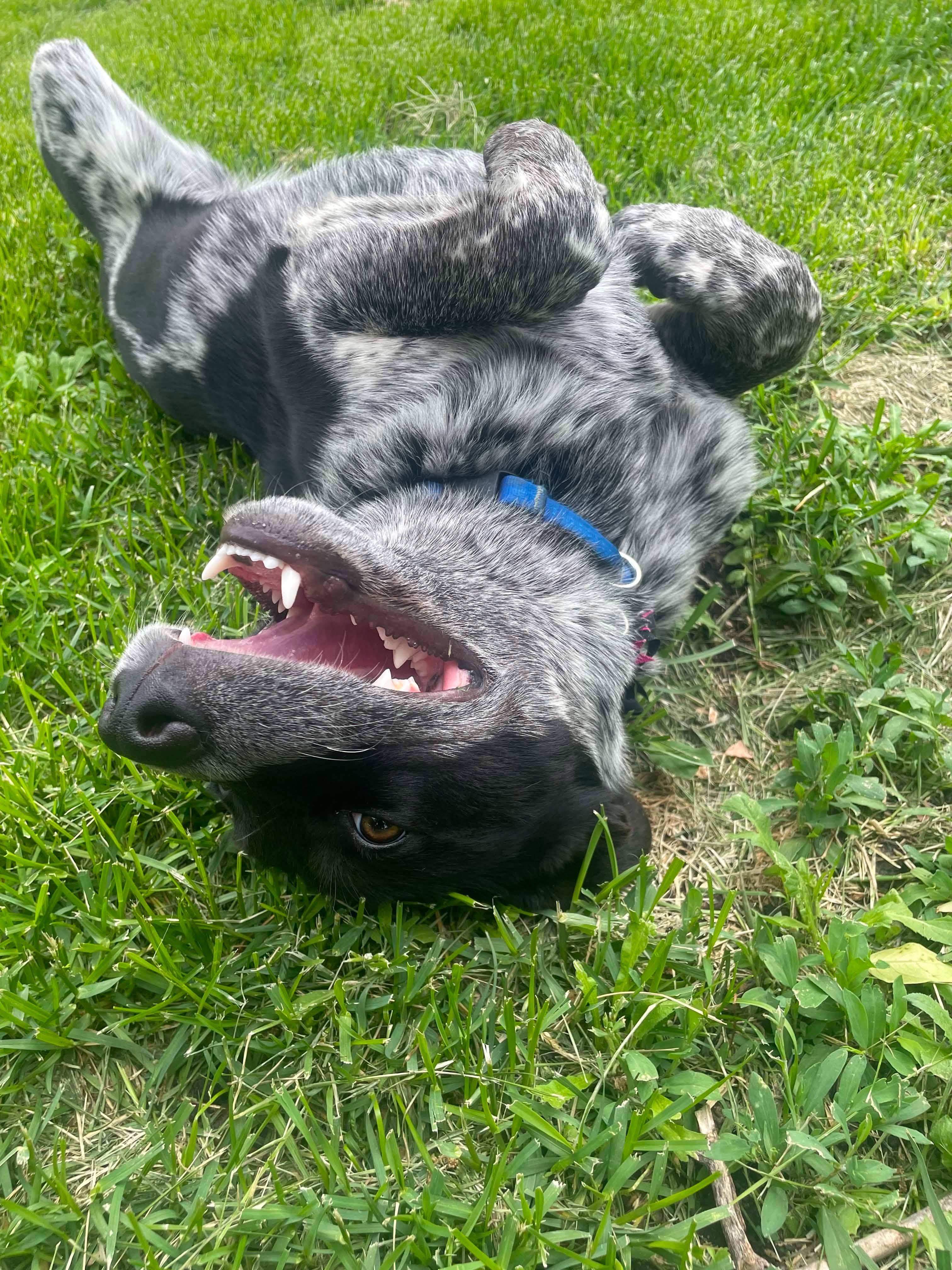 Tamzin, Adoptable, Puppy Female Australian Cattle Dog / Blue Heeler & Shepherd.