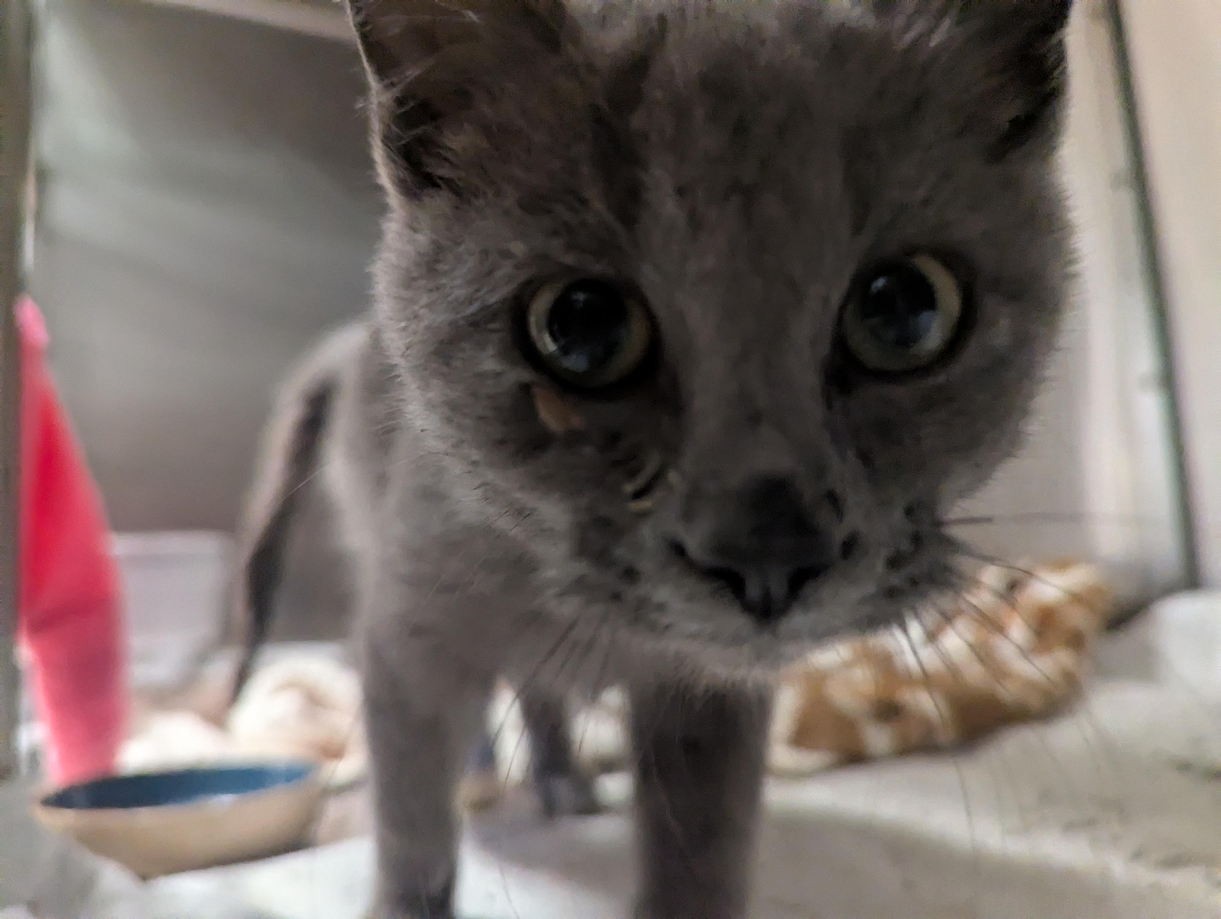 HOPPER, a Adoptable Domestic Short Hair in La Crescent, MN image 6/6