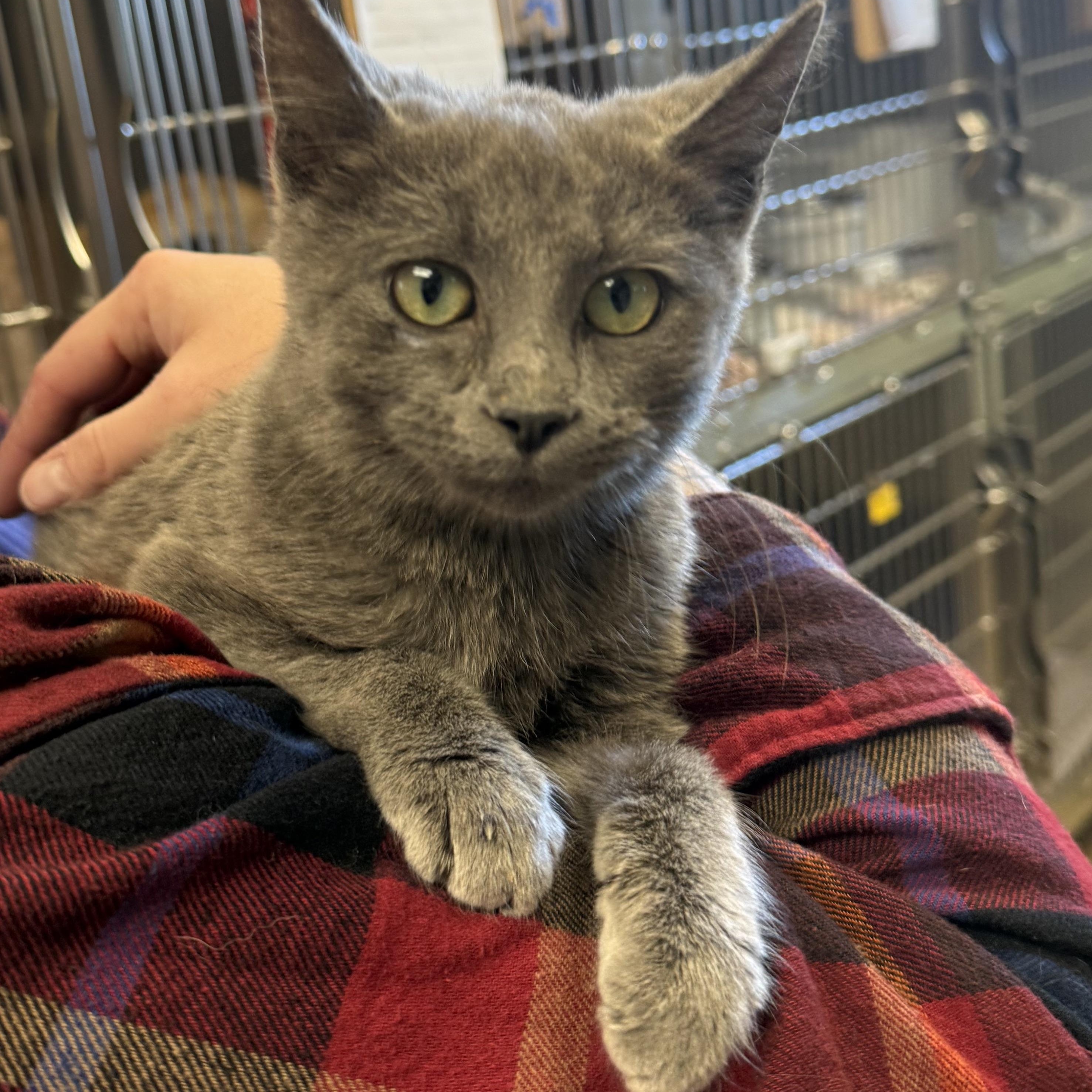 HOPPER, a Adoptable Domestic Short Hair in La Crescent, MN image 3/6