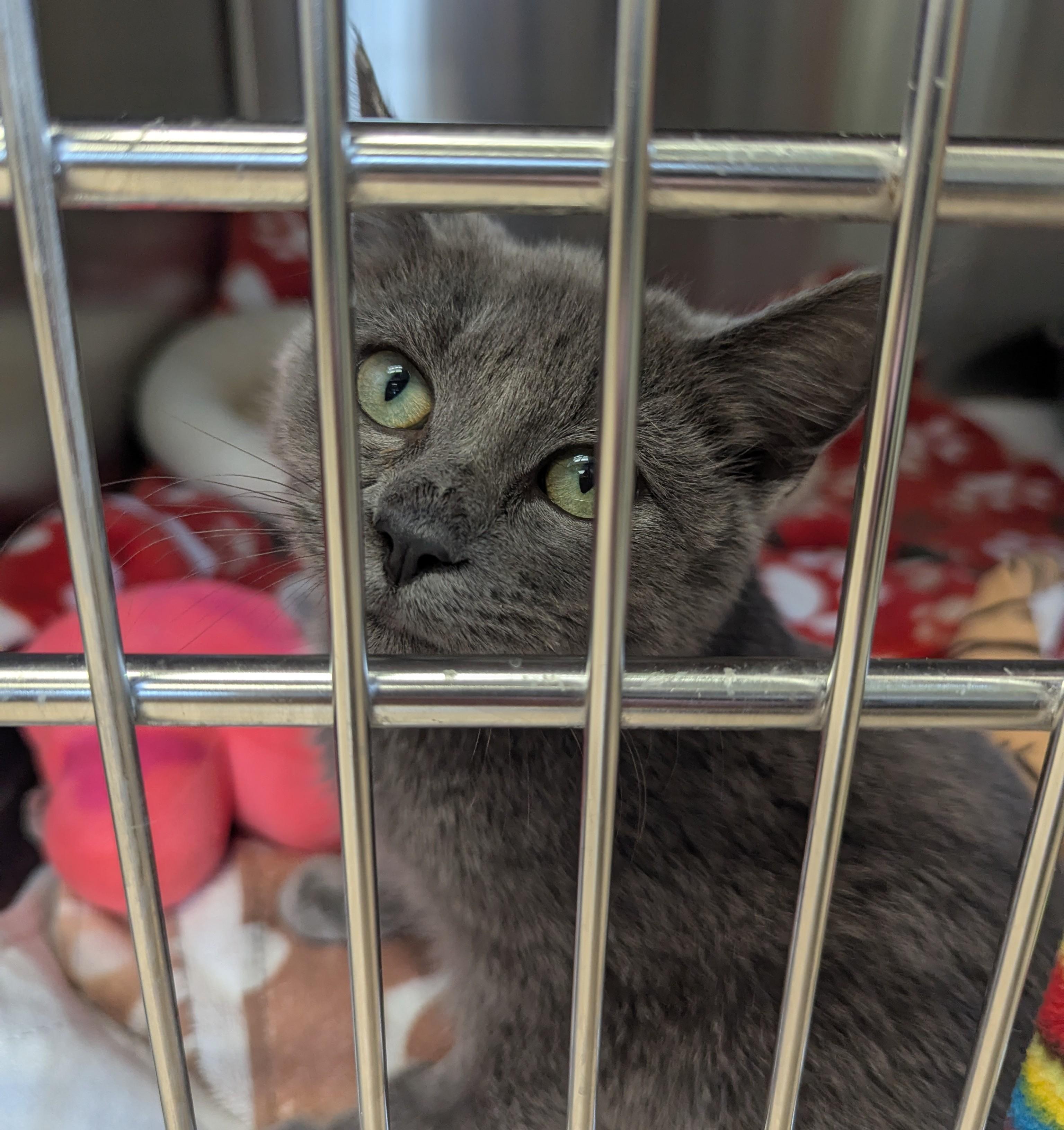 HOPPER, a Adoptable Domestic Short Hair in La Crescent, MN image 2/6