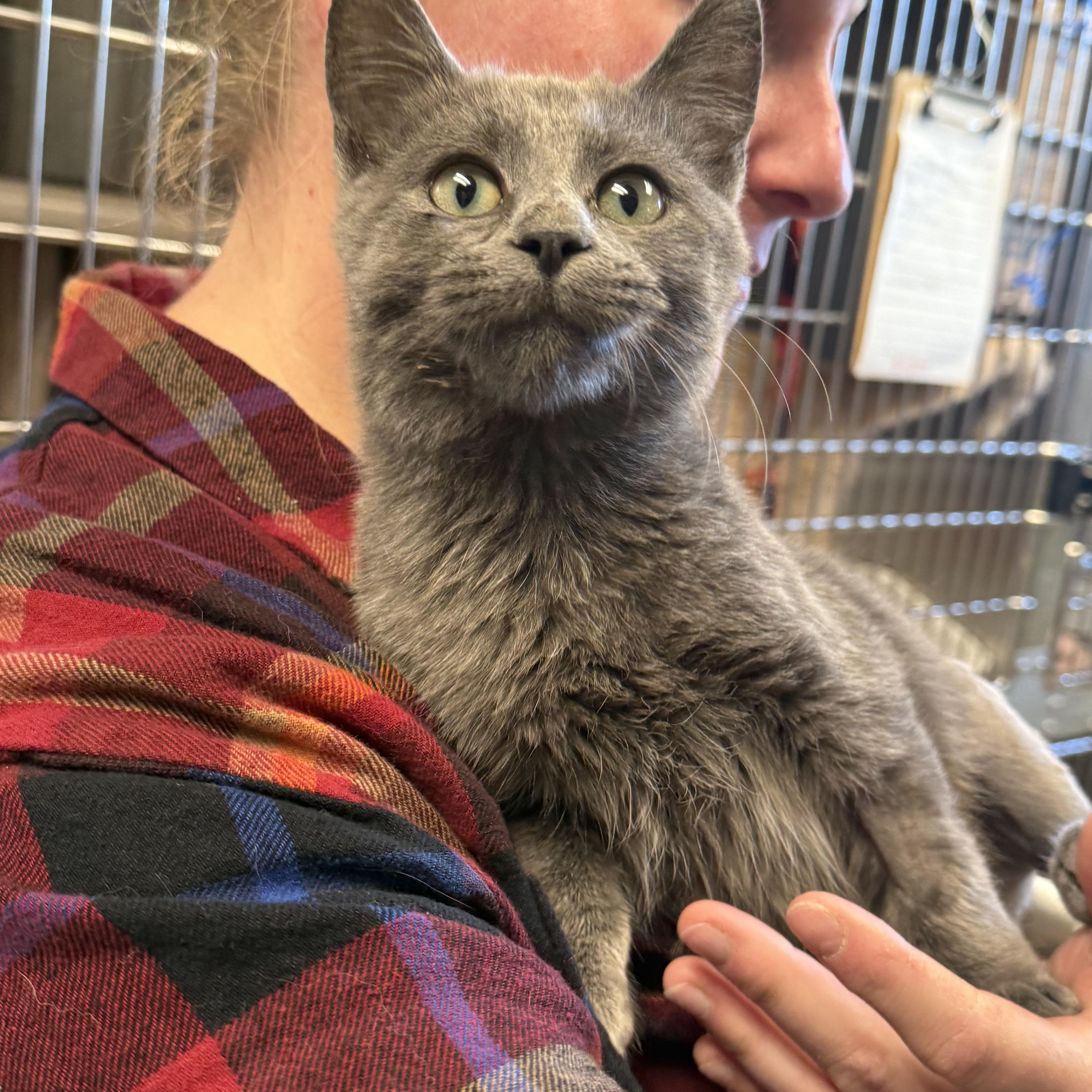 HOPPER, Adoptable, Kitten Male Domestic Short Hair.